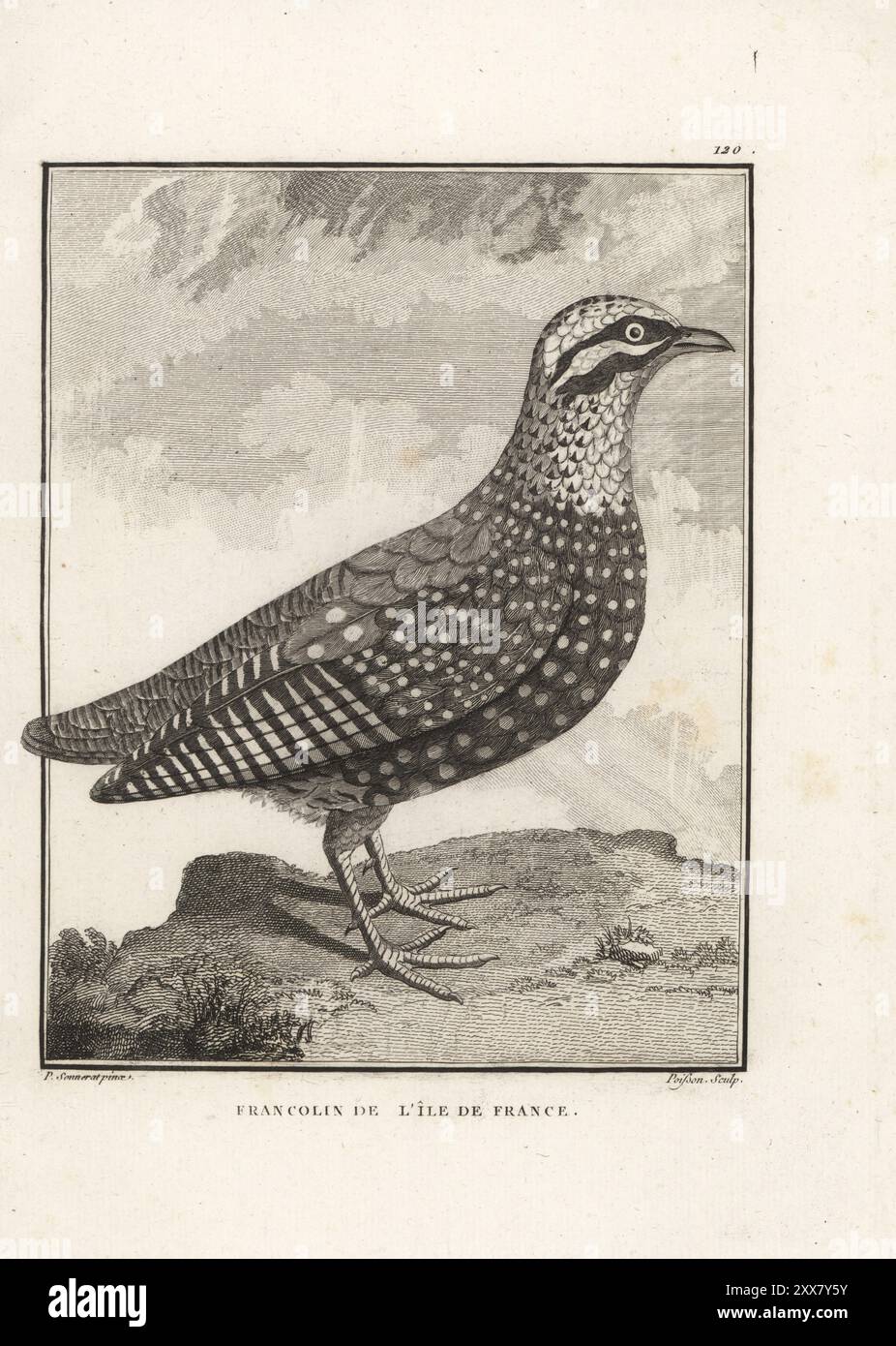 Francolin chinois, Francolinus pintadeanus. Francolin de Madagascar. Francolin de l'ile de France. Gravure sur cuivre de Jean-Baptiste Marie poisson d'après une illustration de Pierre Sonnerat tirée de son voyage aux Indes orientales et à la Chine (voyage aux Indes orientales et en Chine, Dentu, Paris, 1806). Banque D'Images