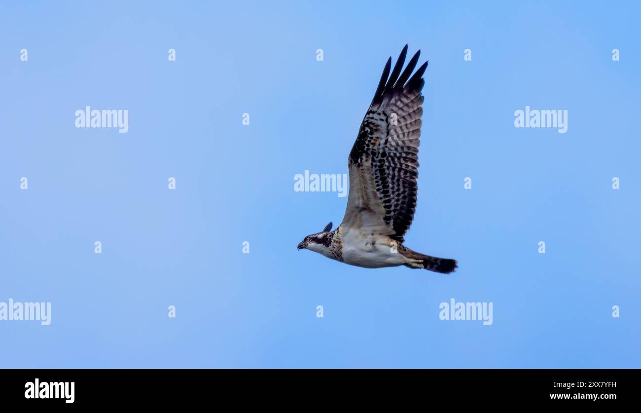 Jeune balbuzard en vol avec des ailes déployées dans le ciel Banque D'Images