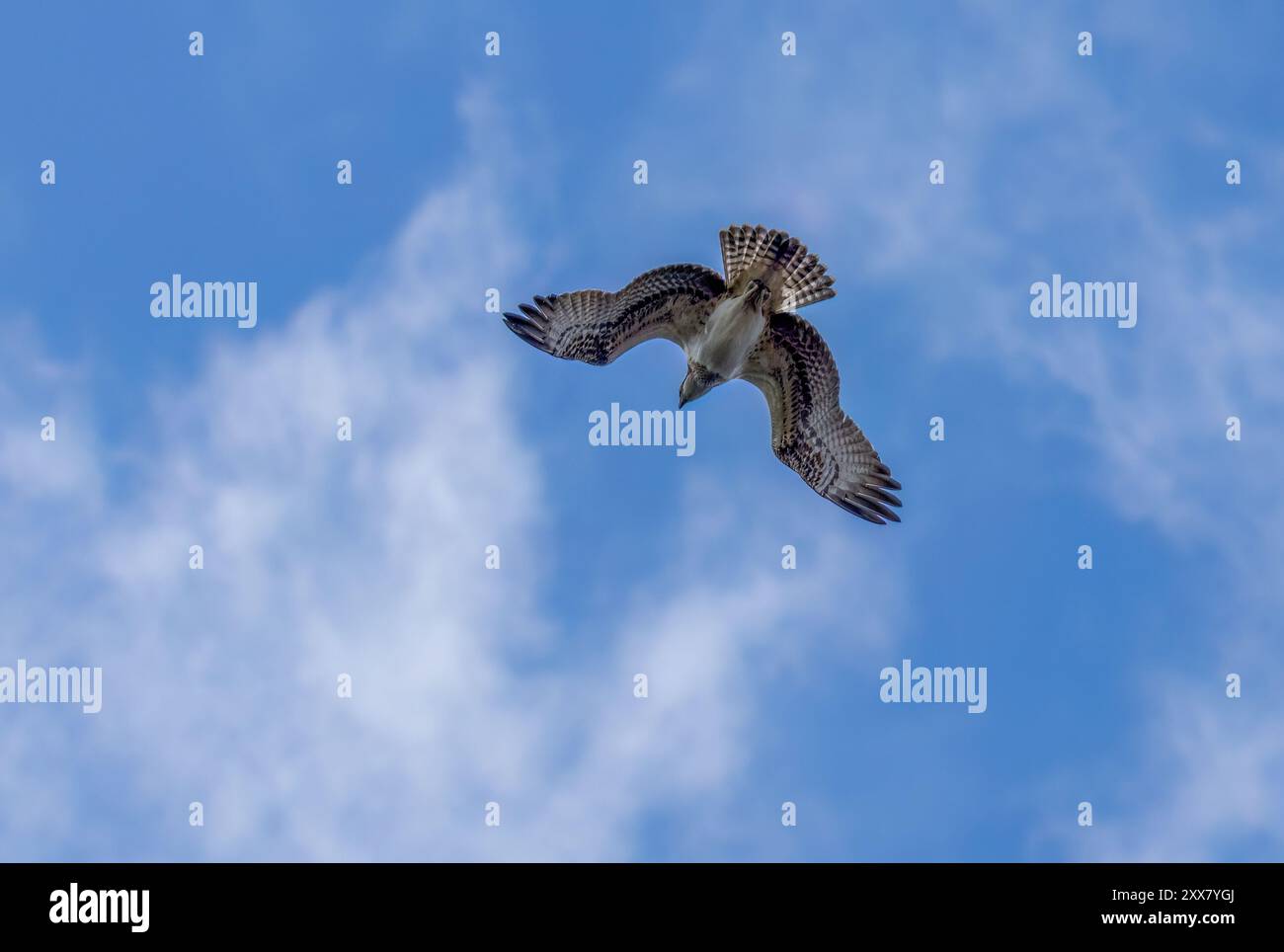 Jeune balbuzard en vol avec des ailes déployées dans le ciel Banque D'Images