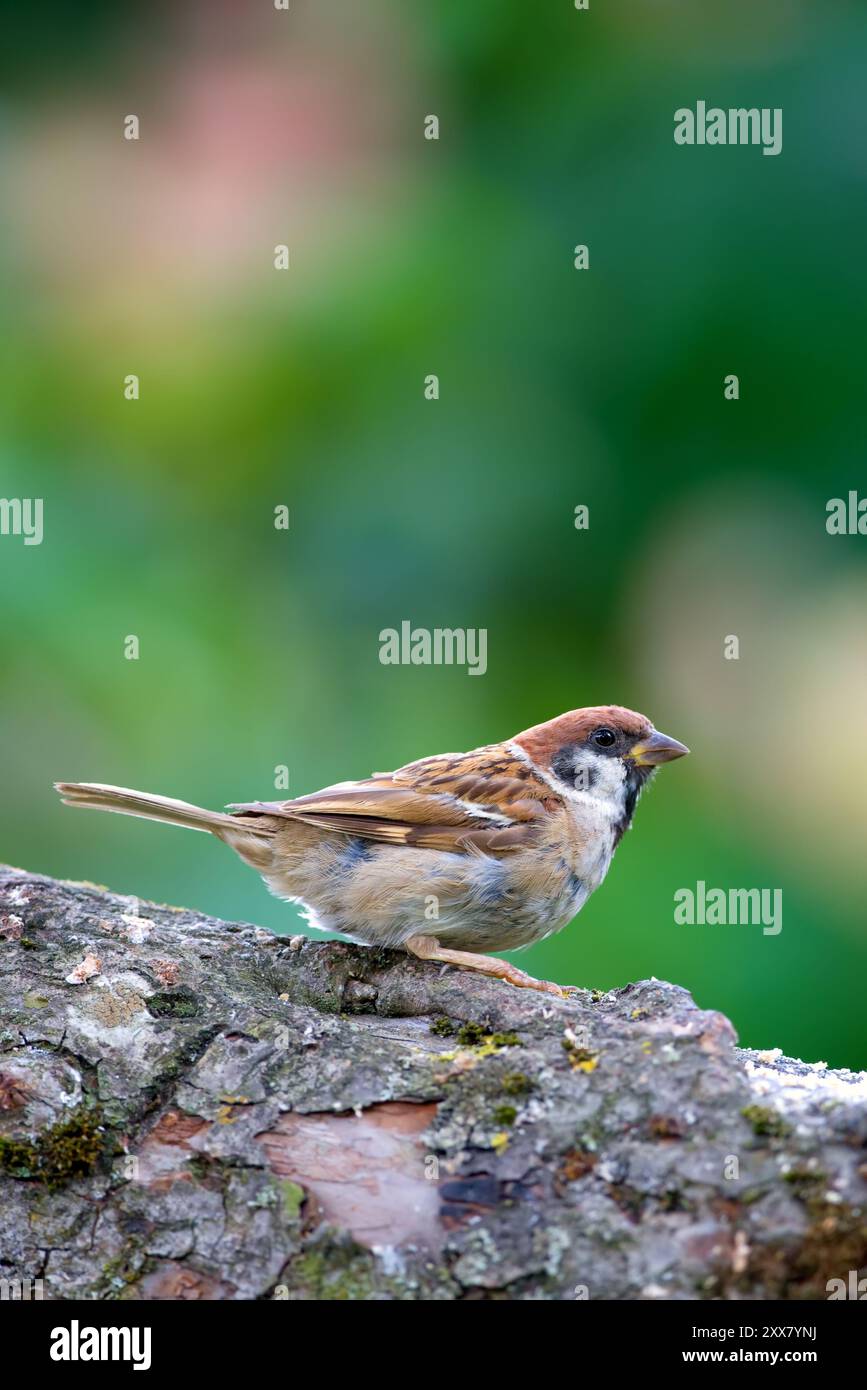 Écologie, oiseau et moineau sur l'arbre dans l'environnement pour la pollinisation, la conservation et la durabilité de l'écosystème. Faune, animal et attente sur la branche Banque D'Images