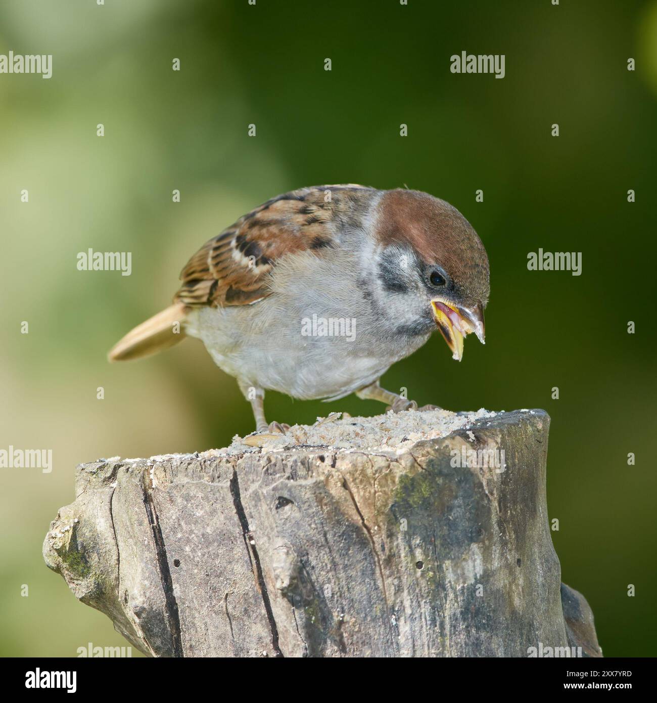 Oiseau, moineau et manger dans la nature sur la bûche pour se détendre dans l'habitat environnemental naturel, la durabilité et la faune. Passeridae, animal et branche dans Banque D'Images
