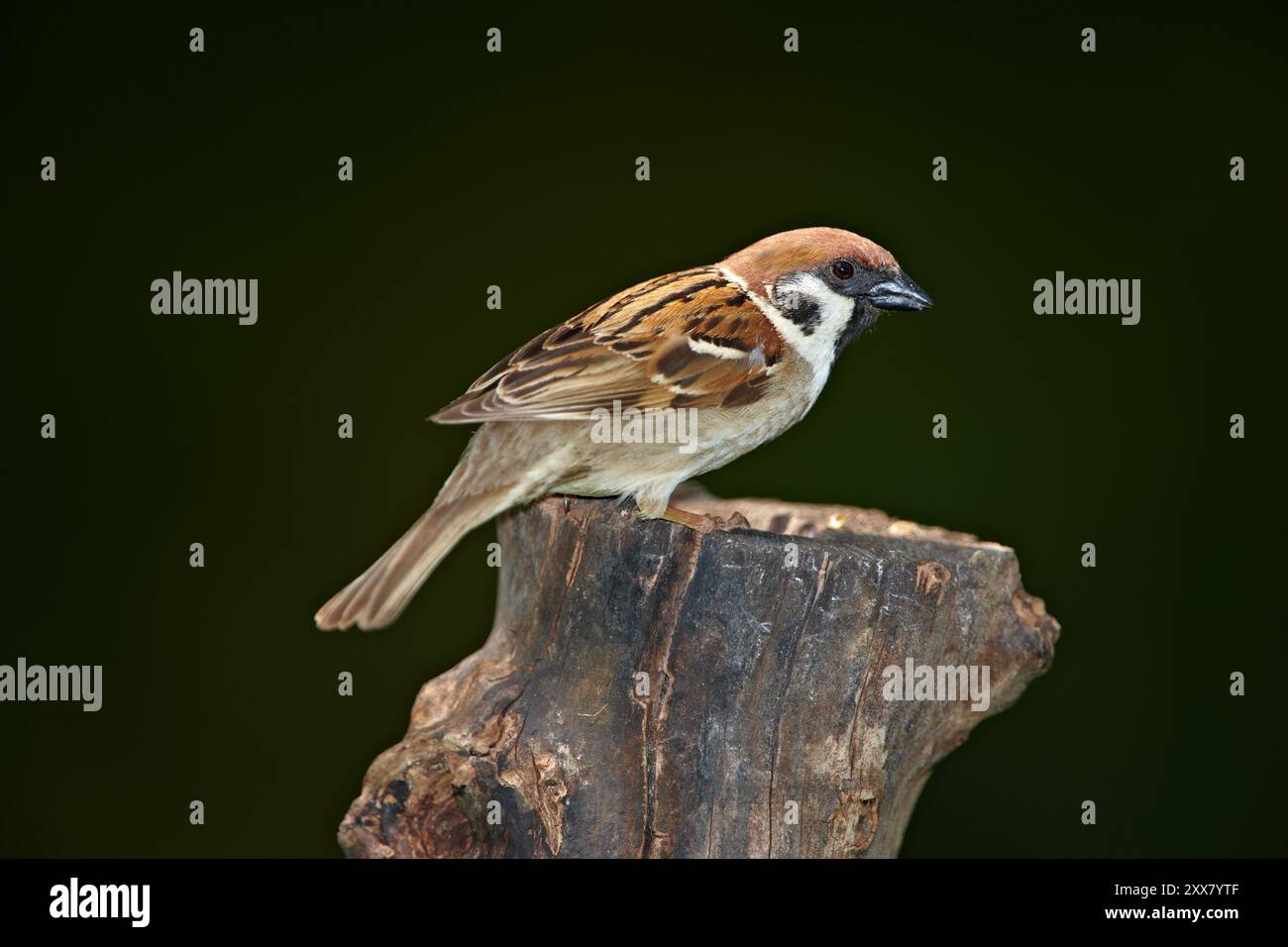 Écologie, oiseau et moineau sur branche dans la nature pour la pollinisation, la conservation ou la durabilité de l'écosystème. Faune, animaux et se détendre sur l'arbre pour Banque D'Images