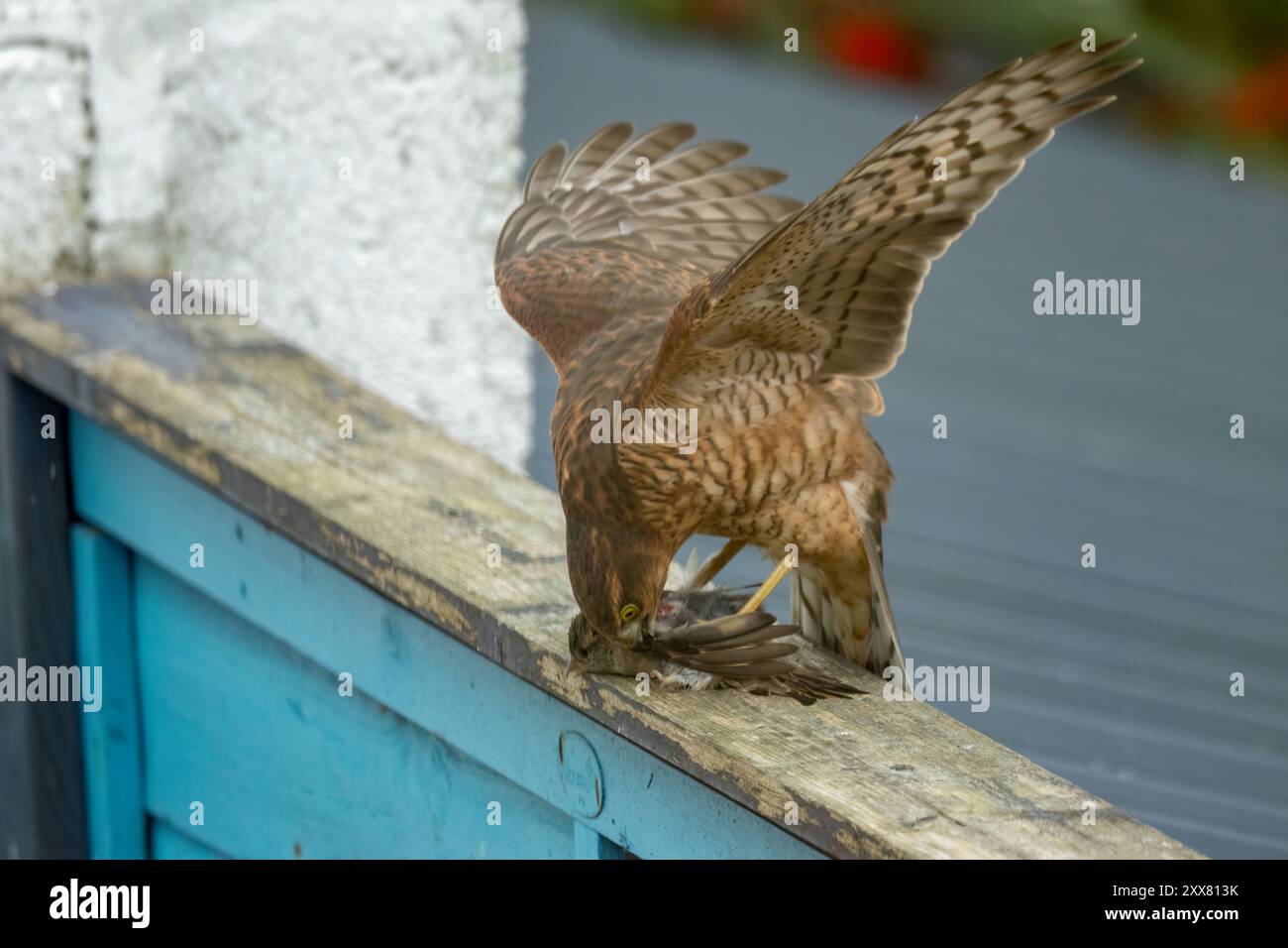 Faucon moineau femelle se nourrissant de sa proie attrapée Banque D'Images