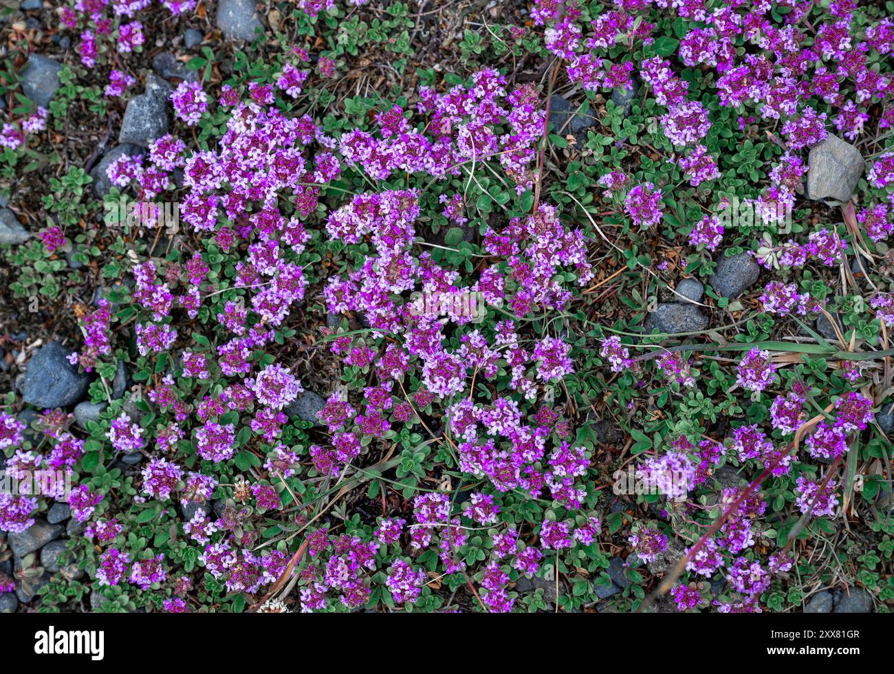 Mousse campion, coussin rose, Silene acaulis, fleurs roses en Islande Banque D'Images