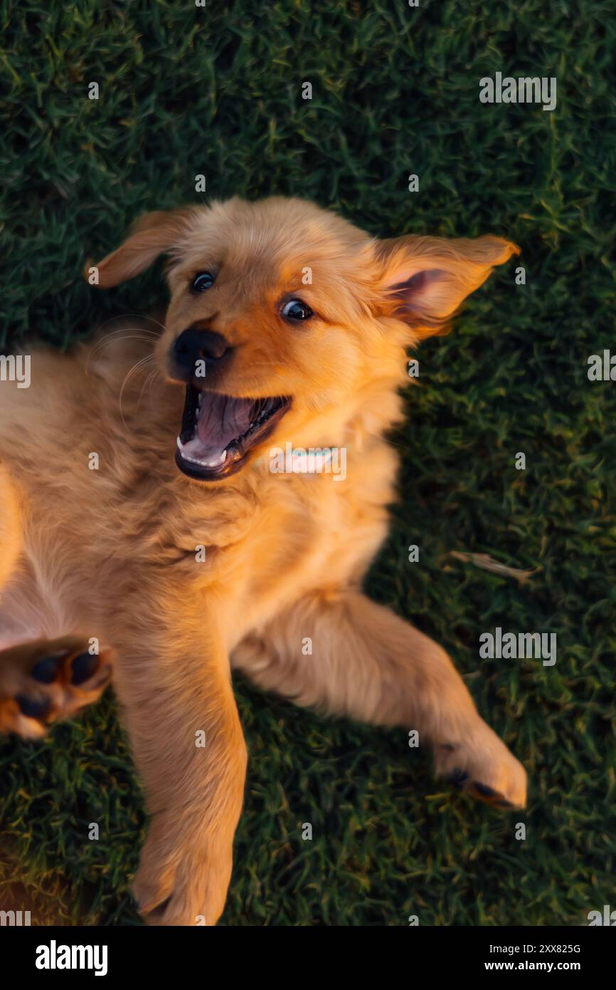 Chiot Golden Retriever roulant dans l'herbe Banque D'Images