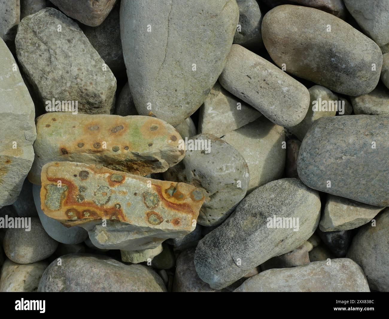 La pierre fissurée montre des inclusions circulaires, de couleur rouille, contenant du fer qui ont été formées par oxydation et forment des structures géologiques intéressantes. Banque D'Images