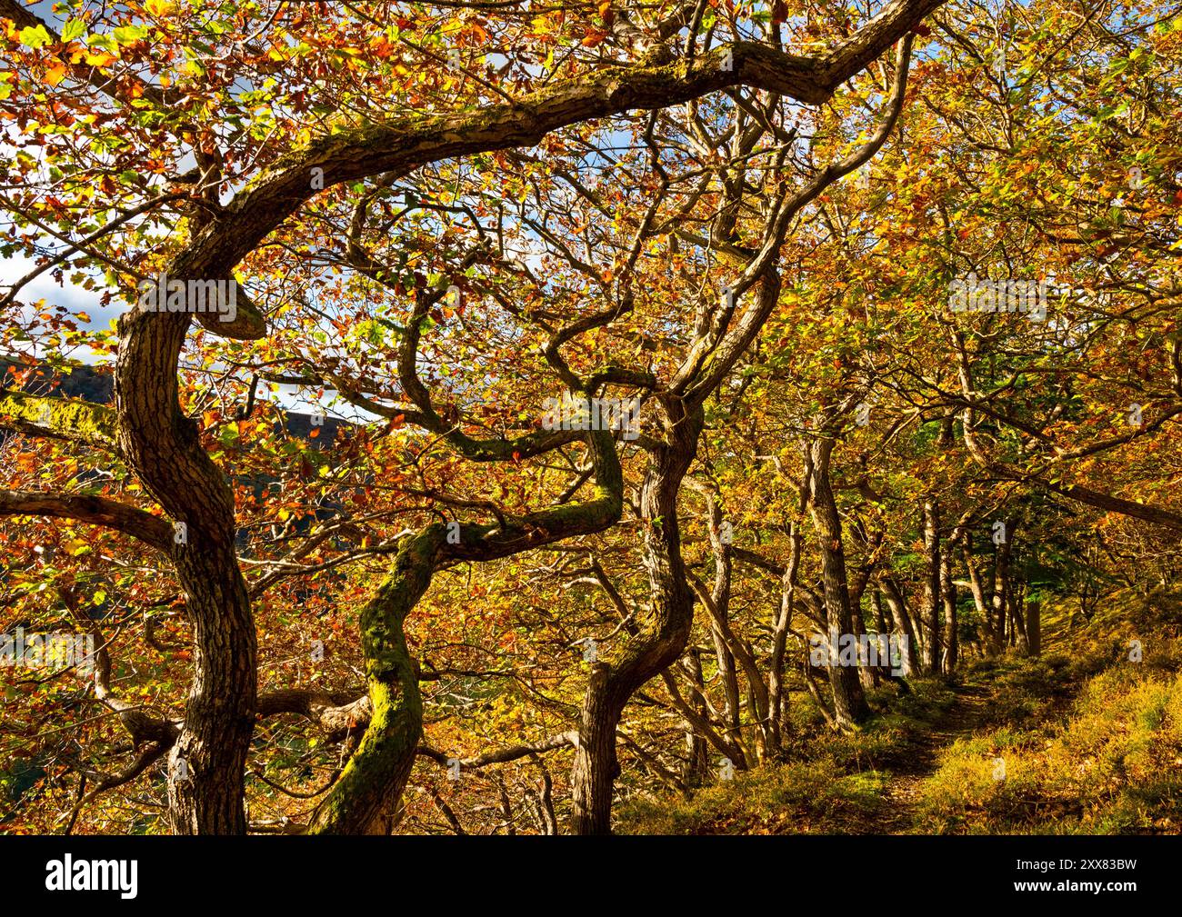 Réserve naturelle de Lurkenhope, vallée de Redlake, Shropshire. Banque D'Images