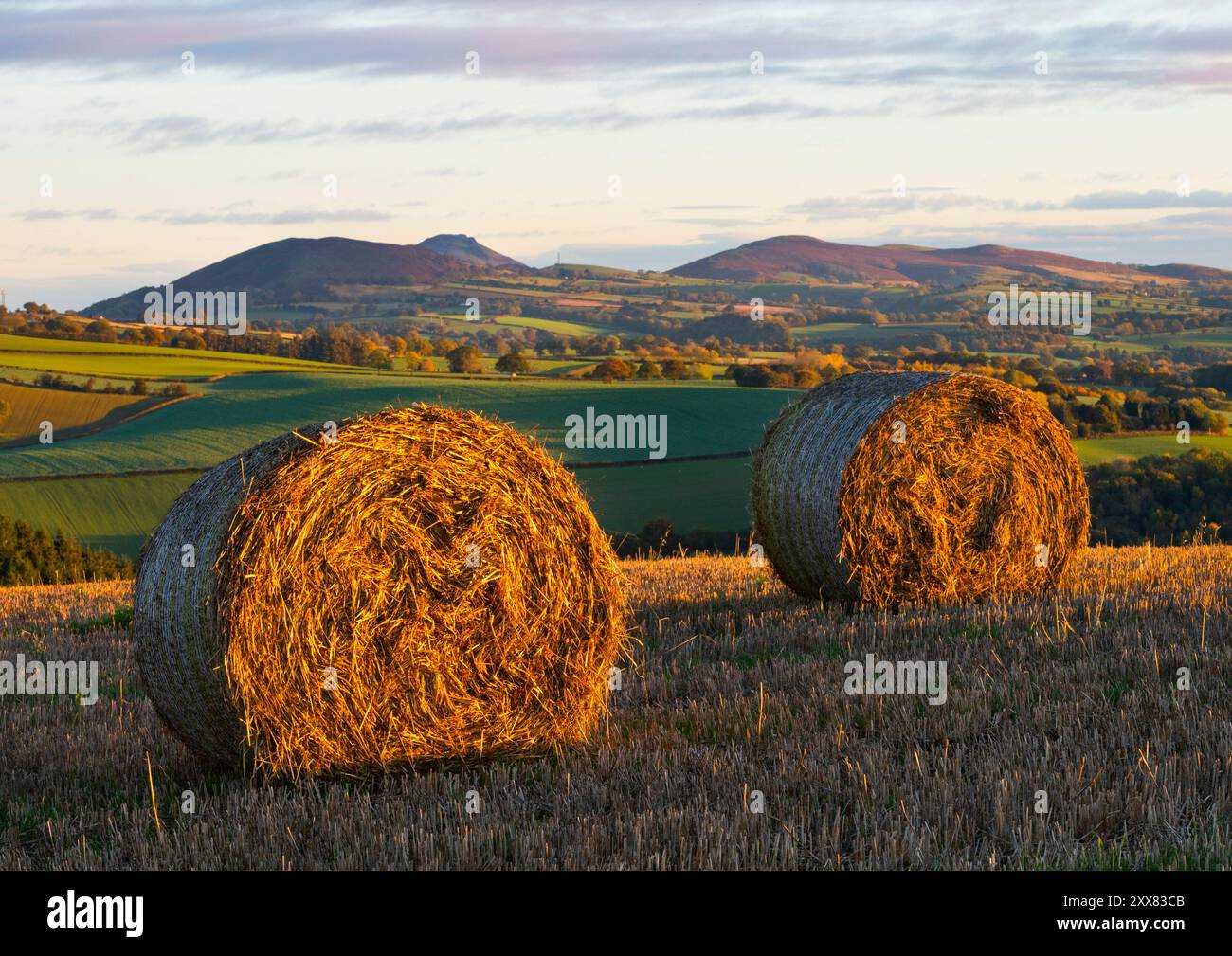 Balles de paille au lever du soleil près d'Edgton, avec Ragleth et Hope Bowdler, Shropshire. Banque D'Images