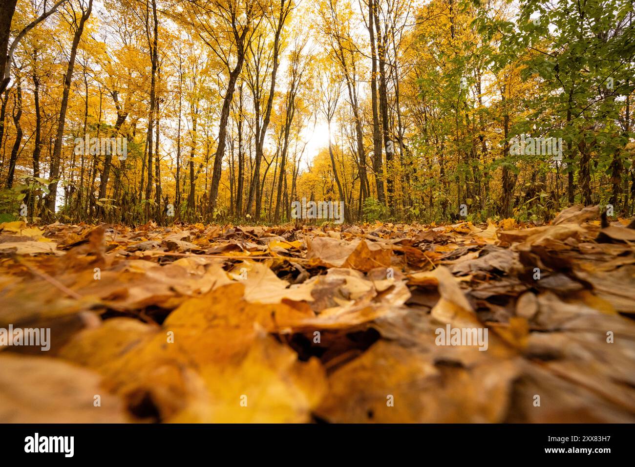Faible angle de plancher forestier couvert de feuilles en octobre, Illinois Banque D'Images
