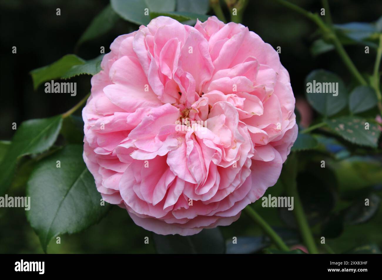 Fleur de Rosa 'Giardina' Banque D'Images