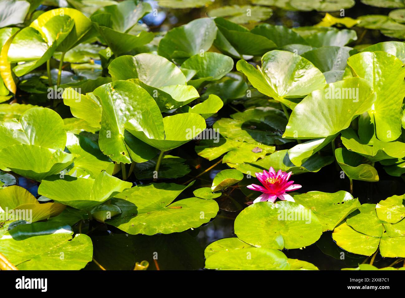 Nénuphars et fleur de Nymphaea xiafei (nain nain nain) dans un étang, jardins botaniques de l'Université, Parc Royal Łazienki, Varsovie, Pologne Banque D'Images