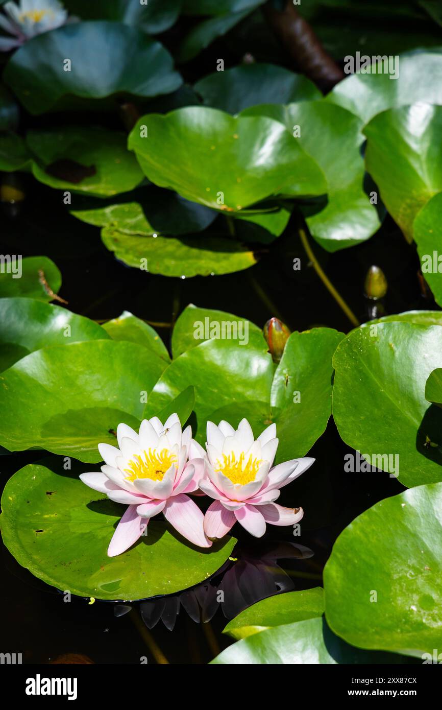 Nénuphars et fleurs de nénuphar dans un étang, jardins botaniques de l'Université, Parc Royal Łazienki, Varsovie, Pologne Banque D'Images