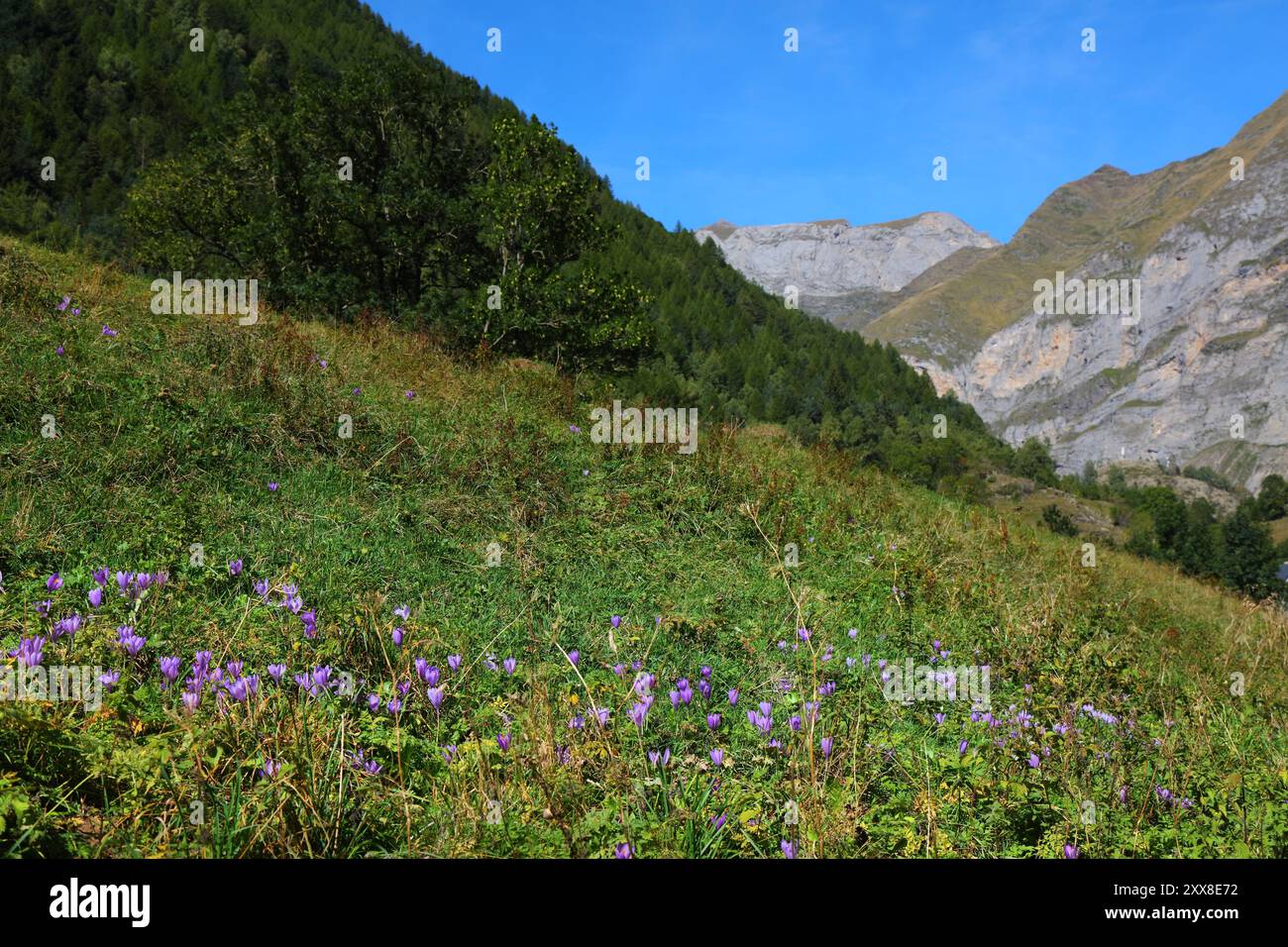 Pyrénées françaises nature - automne fleurs de crocus (Colchicum).Vallée de la montagne du Cirque de Gavarnie dans le Parc National des Pyrénées (Français : Parc National des Py Banque D'Images