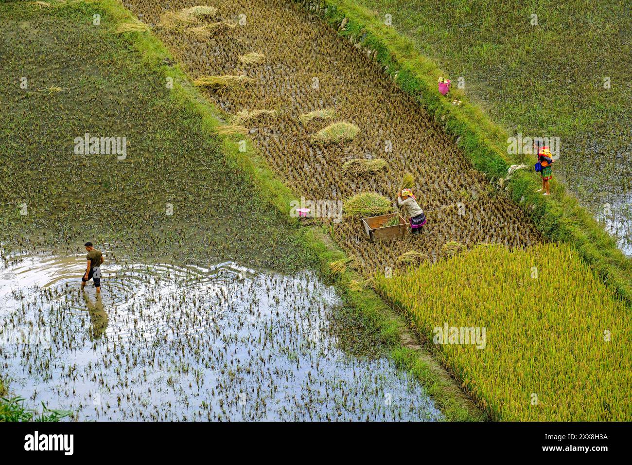 Vietnam, province de Yen Bai, Mu Cang Chai, les gens du groupe ethnique Hmong travaillant dans les rizières Banque D'Images