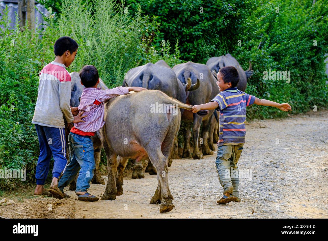 Vietnam, bac Ha, groupe ethnique Hmong enfants jouant avec les buffles Banque D'Images