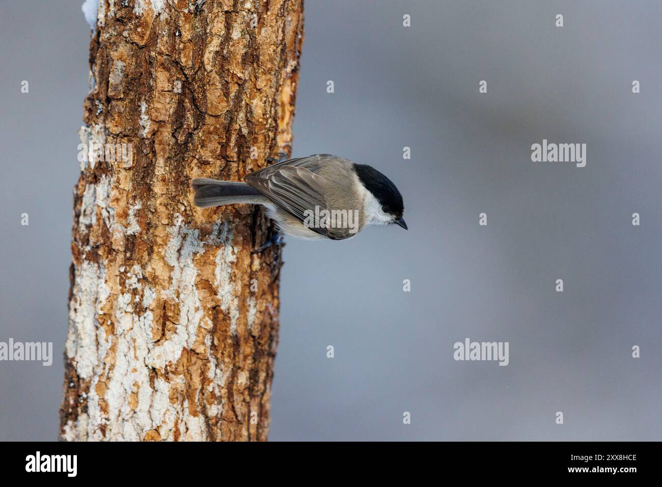 Espagne, Communauté de Castille-et-Léon, Province de Léon, Riano, Marsh tit ( Poecile palustris), sur une branche Banque D'Images