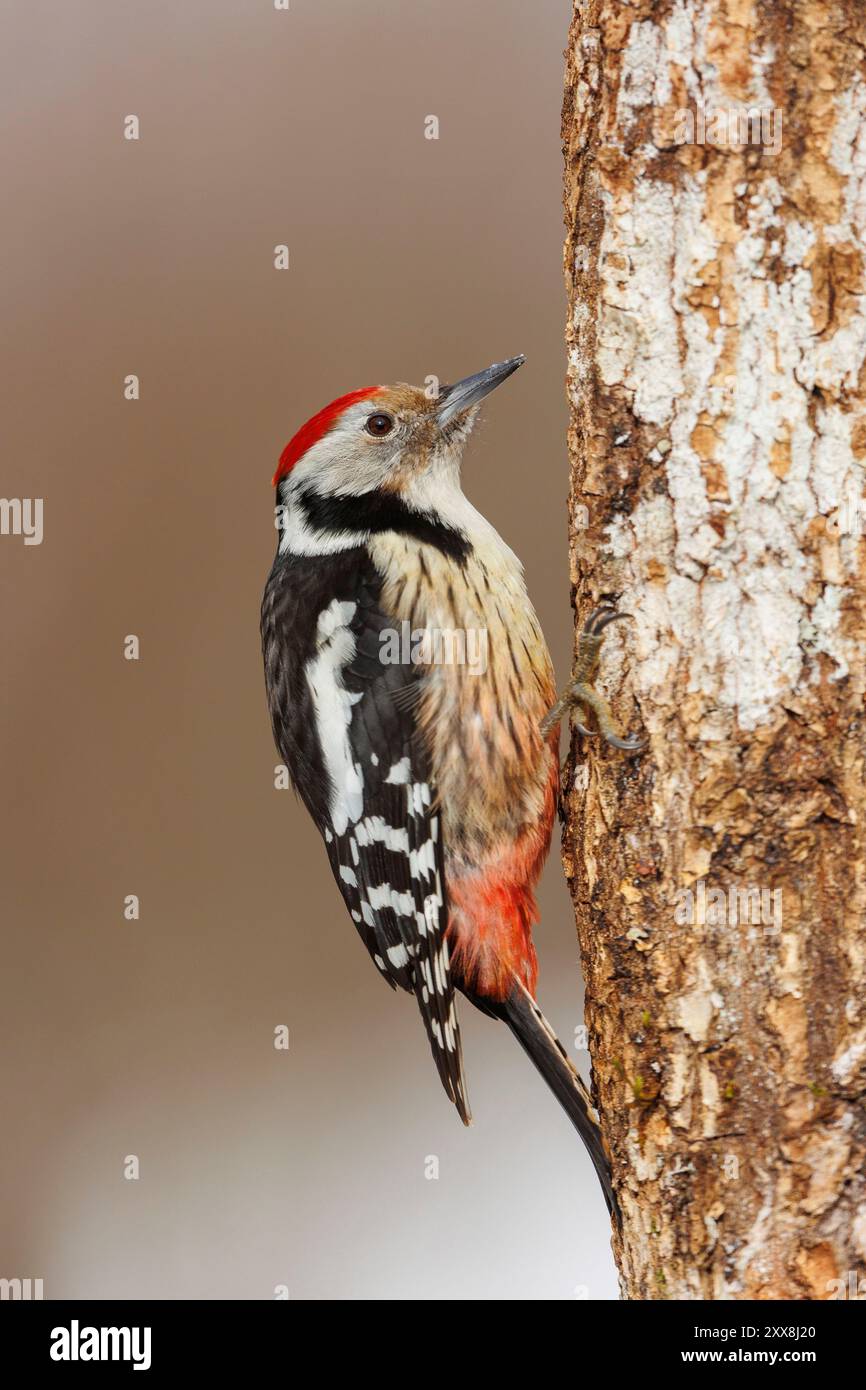 Espagne, Communauté de Castille-et-Léon, Province de Léon, Riano, pics à tache moyenne, Dendrocoptes medius (anciennement Dendrocopos medius ou Leiopicus medius), sur une branche Banque D'Images