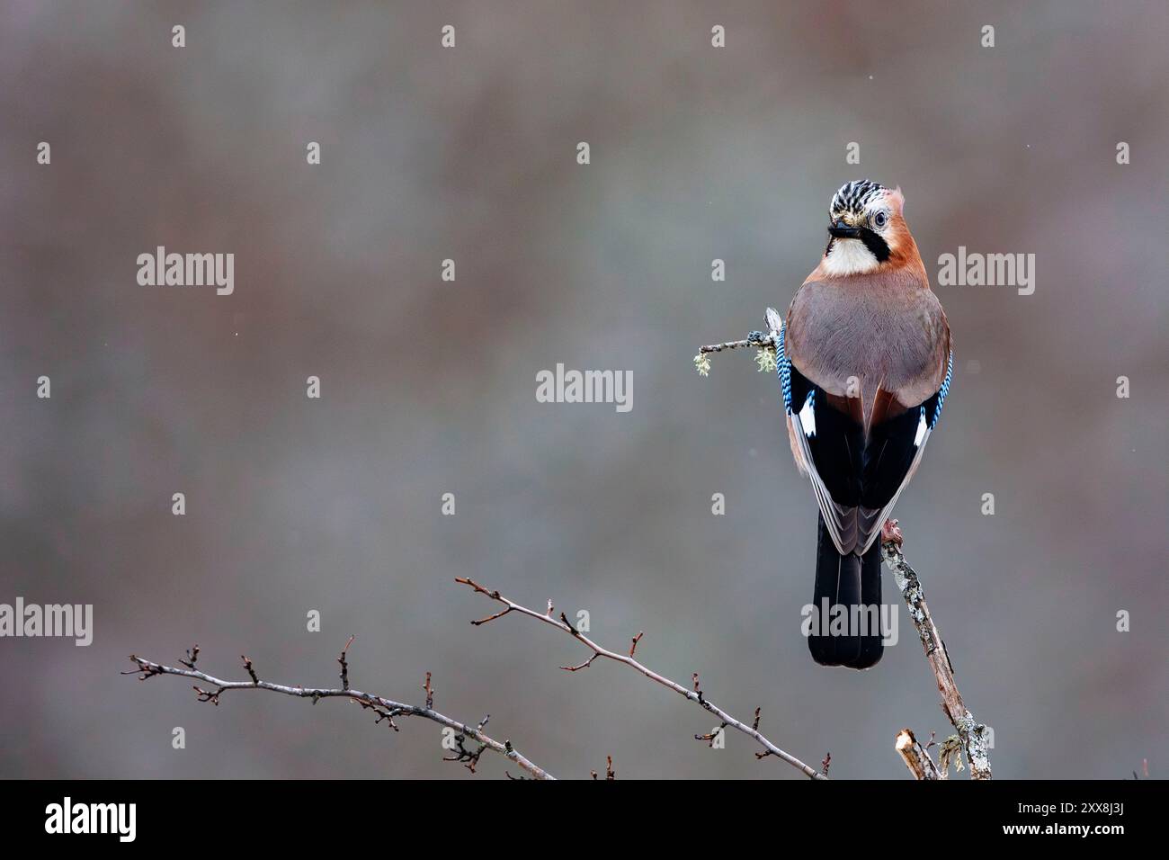 Espagne, Castilla y Leon, province of Leon, Boca del Huergano, Geai eurasien (Garrulus glandarius) Banque D'Images