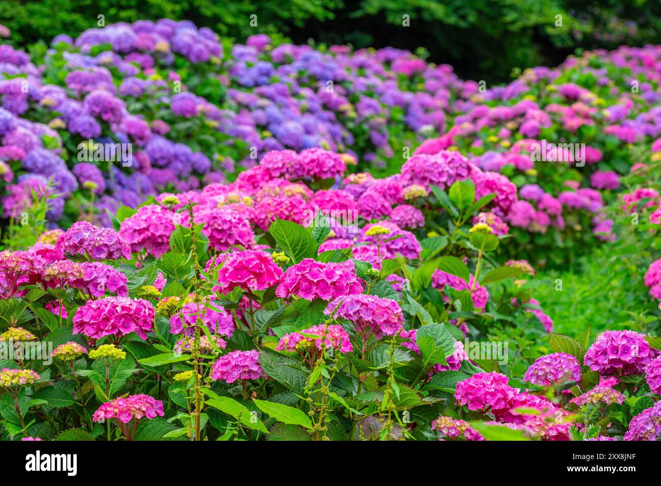 France, Côtes d'Armor, environs de Paimpol, culture d'hortensia Banque D'Images