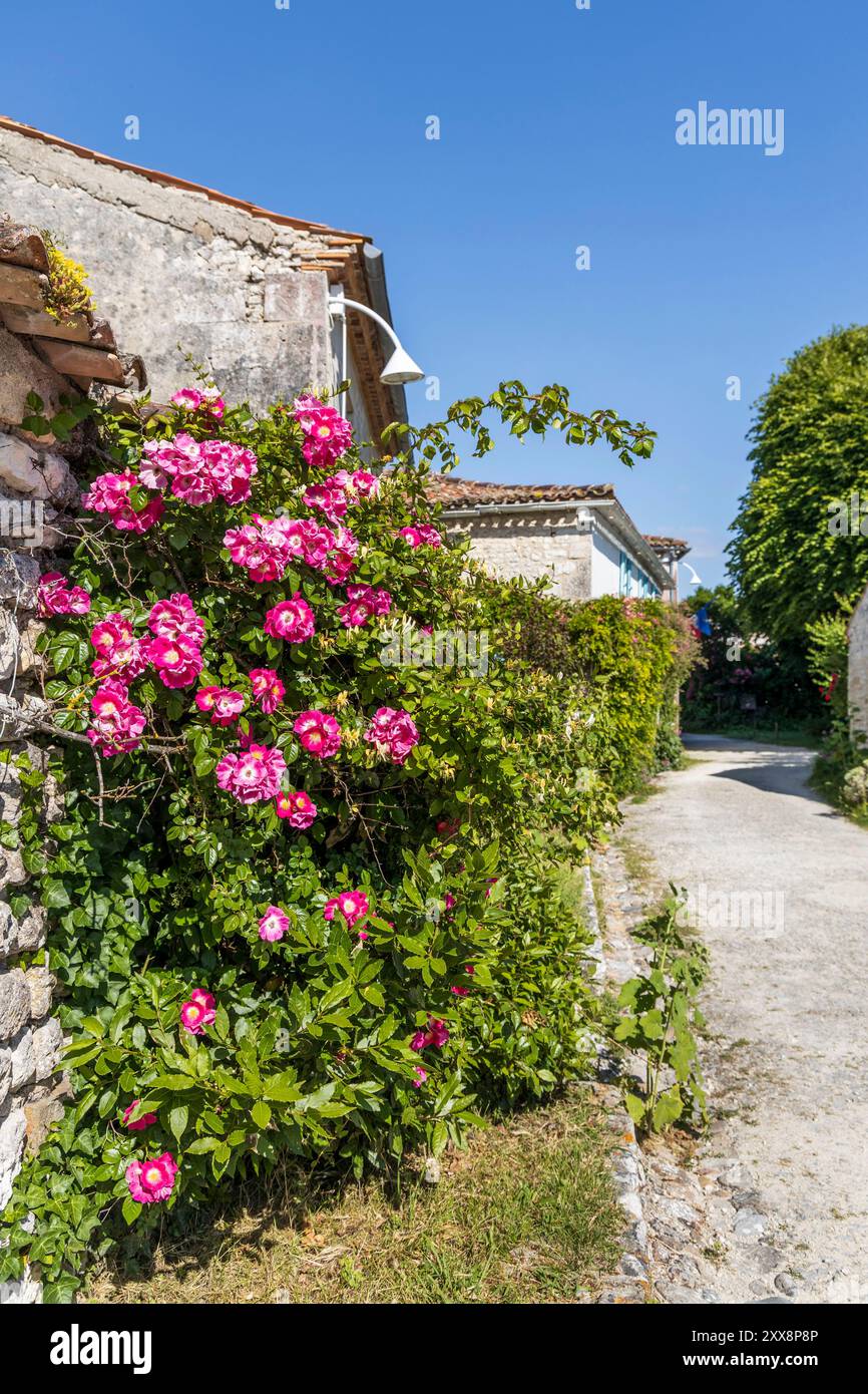 France, Charente-maritime, Talmont-sur-Gironde, labellisés les plus beaux villages de France, ruelle fleurie du village, en arrière-plan l'église romane Sainte-Radegonde du XIIe siècle Banque D'Images