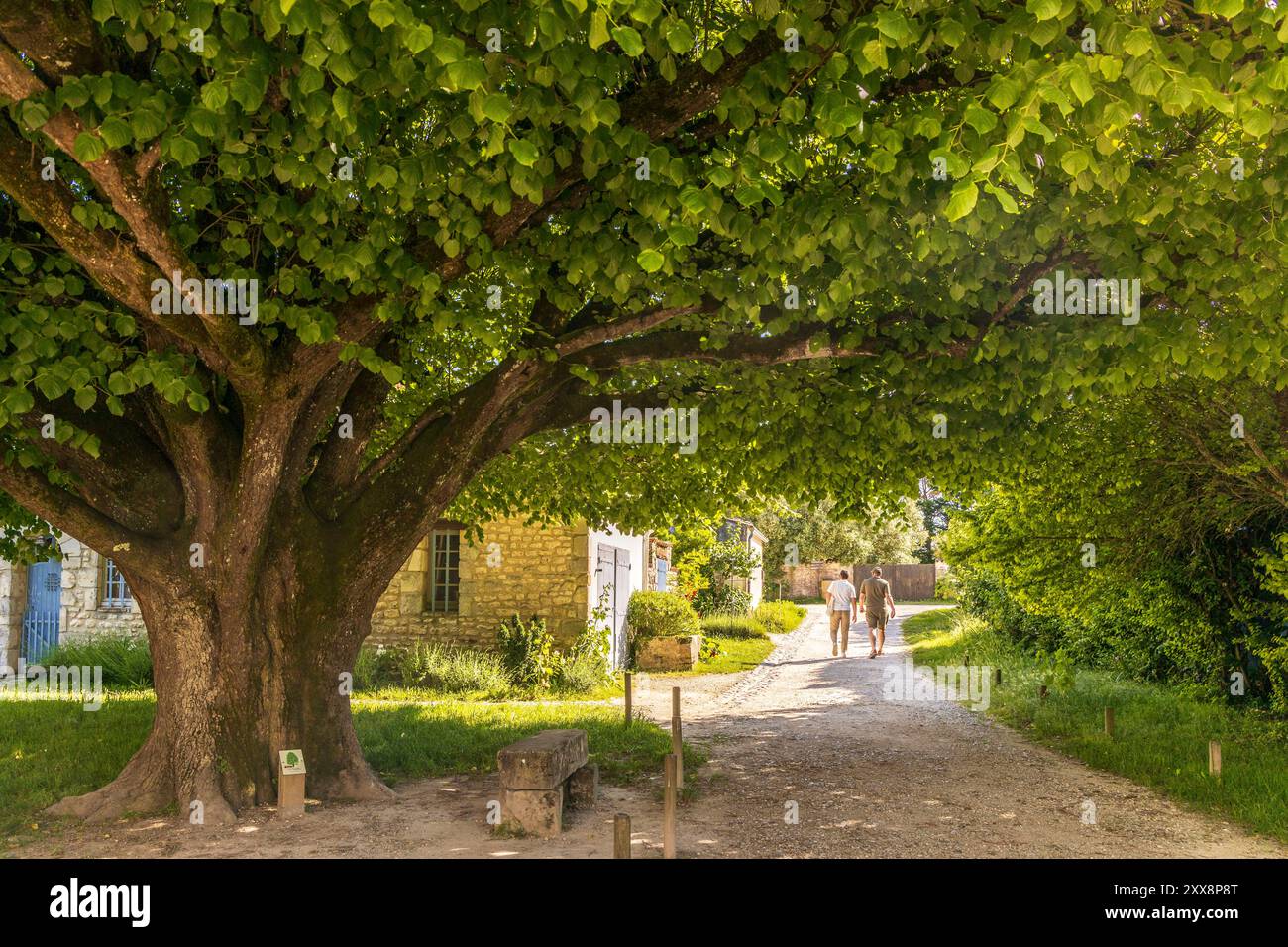 France, Charente-maritime, Talmont-sur-Gironde, labellisés les plus beaux villages de France, citronnier centenaire de la place de la Mairie Banque D'Images