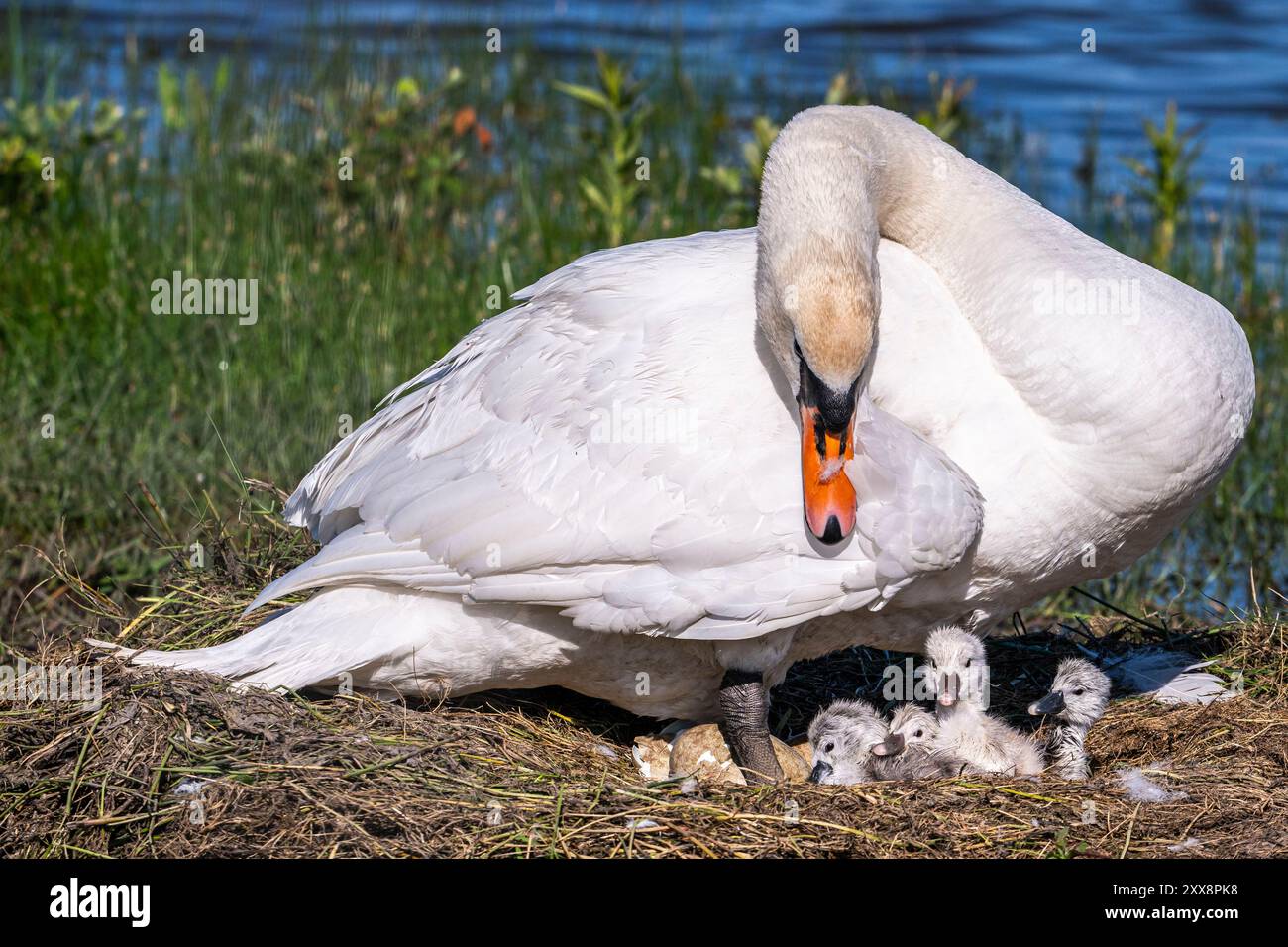 France, somme, Baie de somme, le Crotoy, Marais du Crotoy, cygne muet (Cygnus olor, cygne muet) dont les œufs sont en cours d'éclosion. Les cygnets sont encore très mouillés et ont du mal à tenir la tête. Banque D'Images