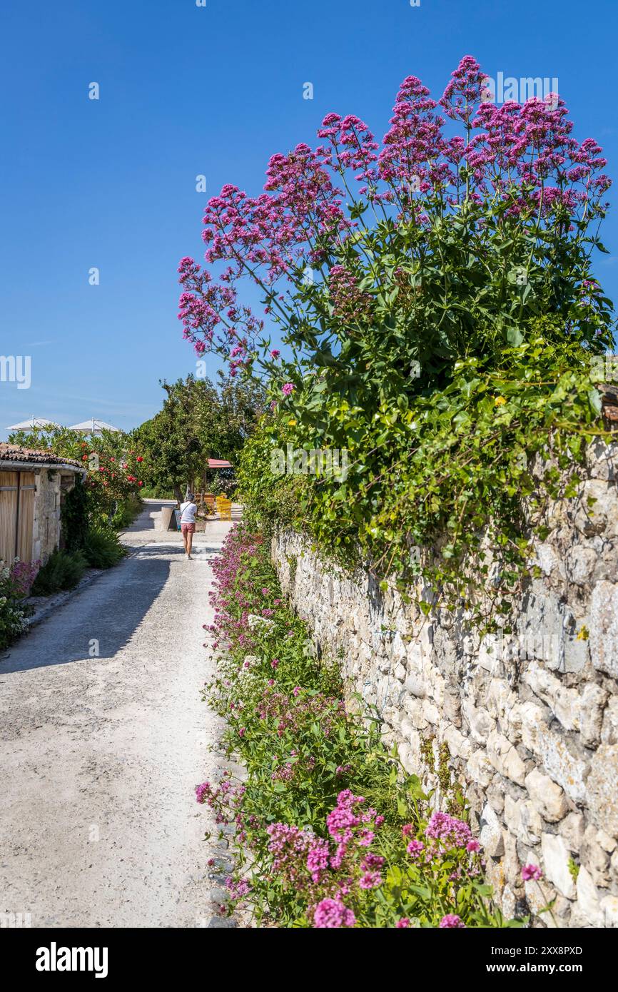 France, Charente-maritime, Talmont-sur-Gironde, labellisés les plus beaux villages de France, ruelle fleurie du village Banque D'Images