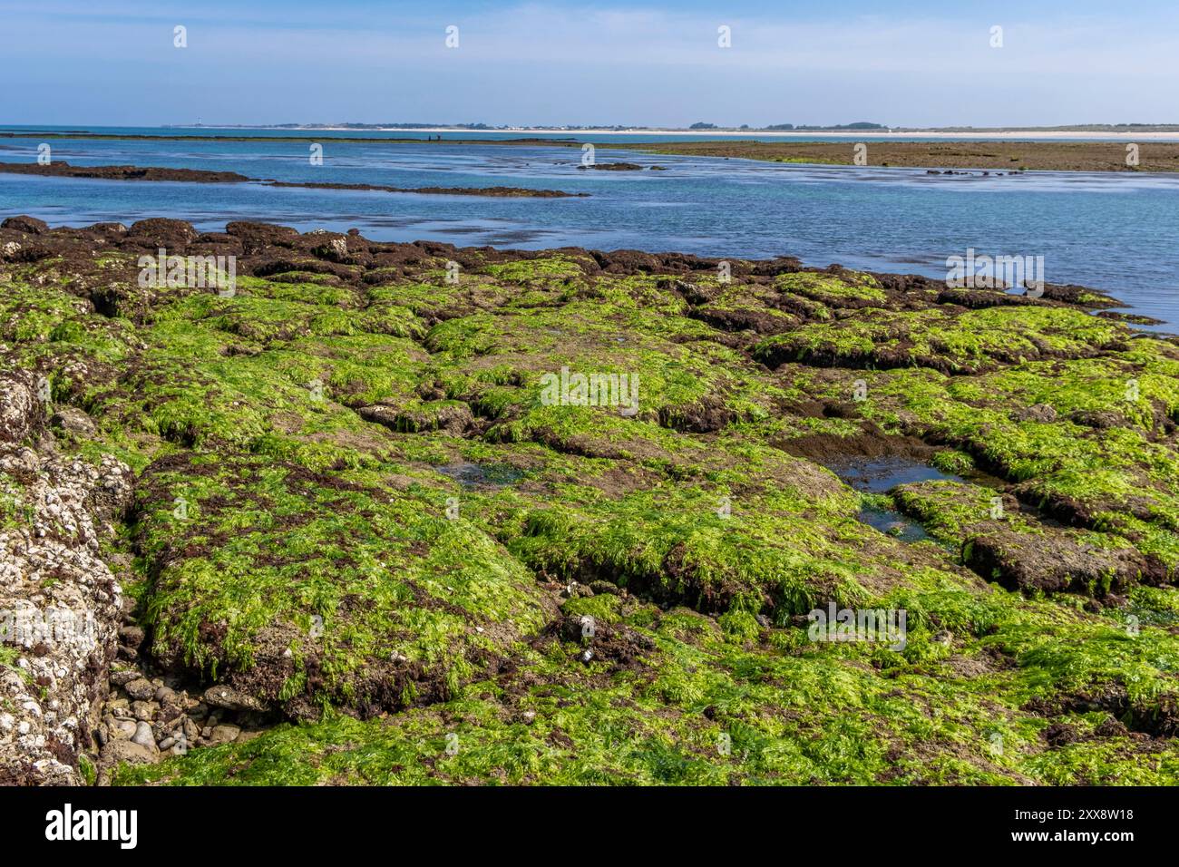 France, Chrarente-maritime (17), ile d'Oléron, Banque D'Images
