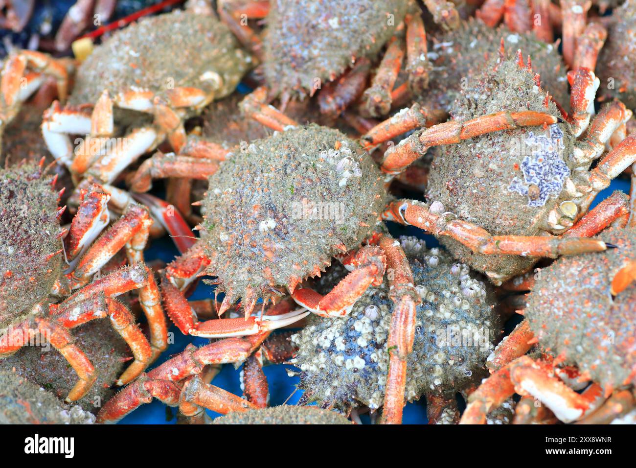 France, Calvados (14), Caen, centre ville, place Saint-Sauveur, marché hebdomadaire, étal vendant des moussettes (crabes araignées juvéniles) Banque D'Images