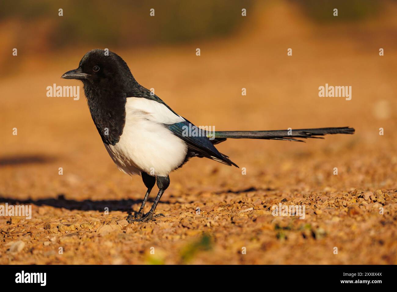 Espagne, Castilla, Penalajo, European Magpie (Pica pica), sur le terrain Banque D'Images