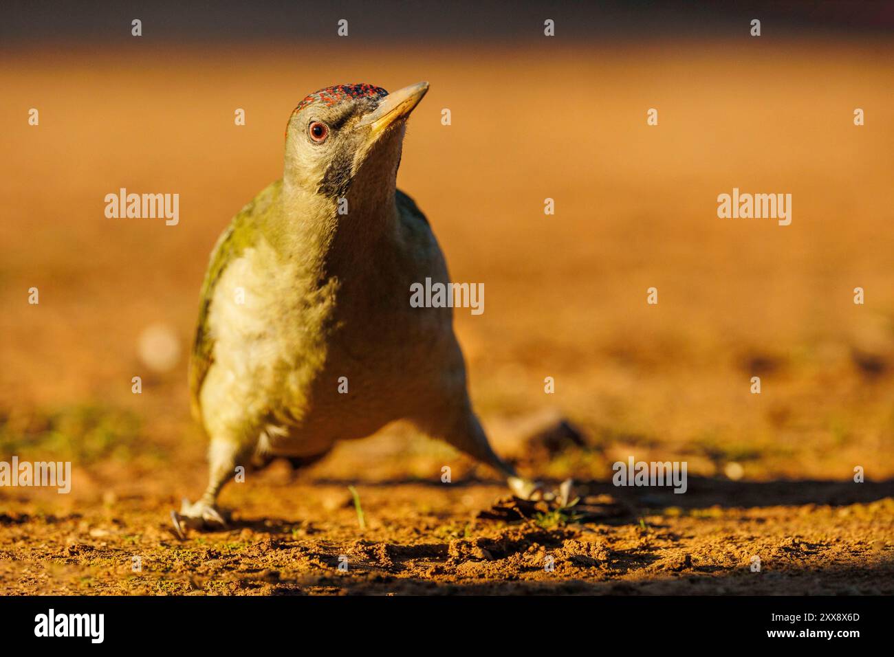 Espagne, Andalousie, Sierra Morena, Sierra de Andújar, Parc naturel de la Sierra de Andújar, pic vert ibérique (Picus sharpei), sur un rocher Banque D'Images