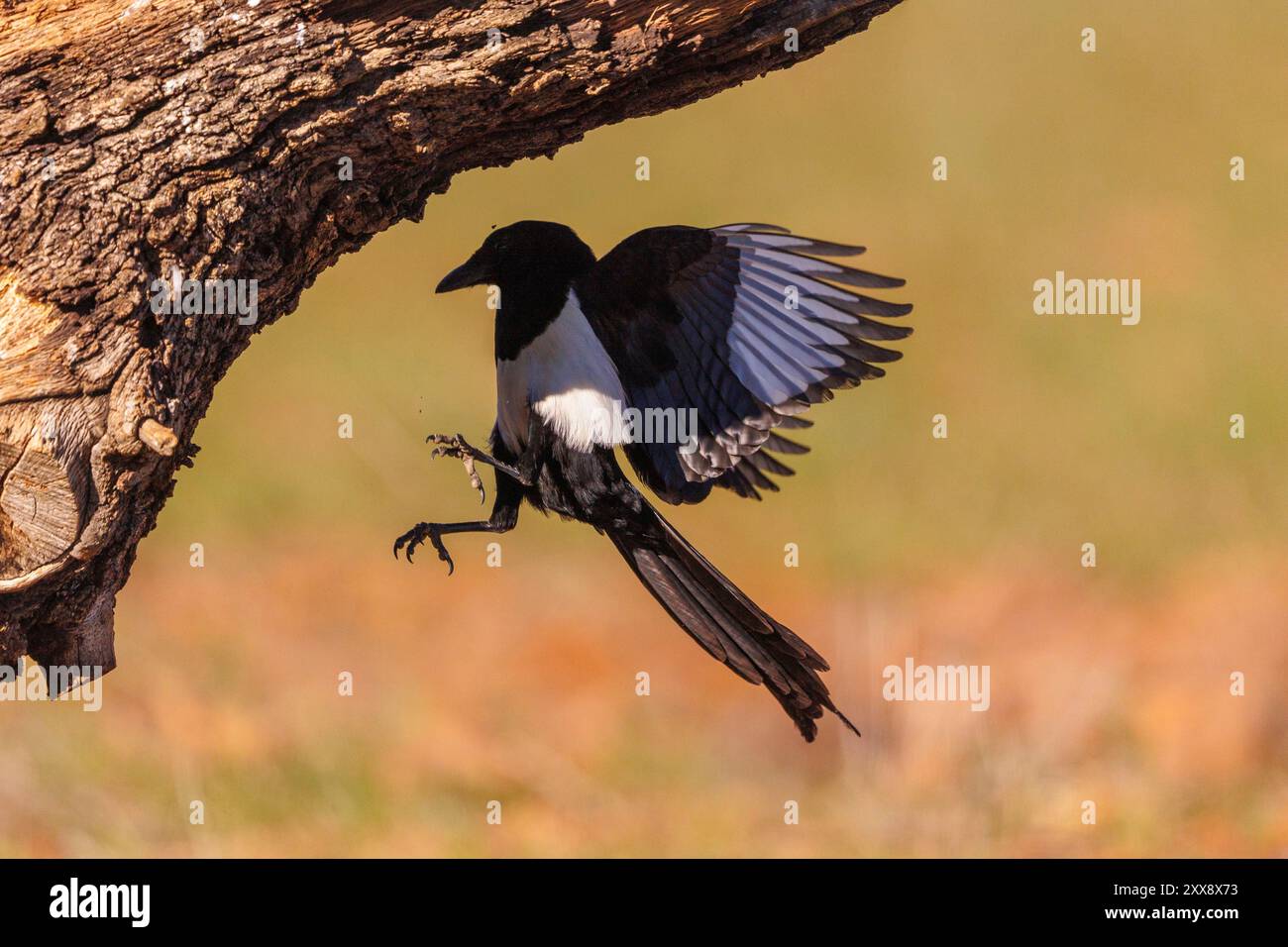 Espagne, Castilla, Penalajo, European Magpie (Pica pica), sur le terrain Banque D'Images