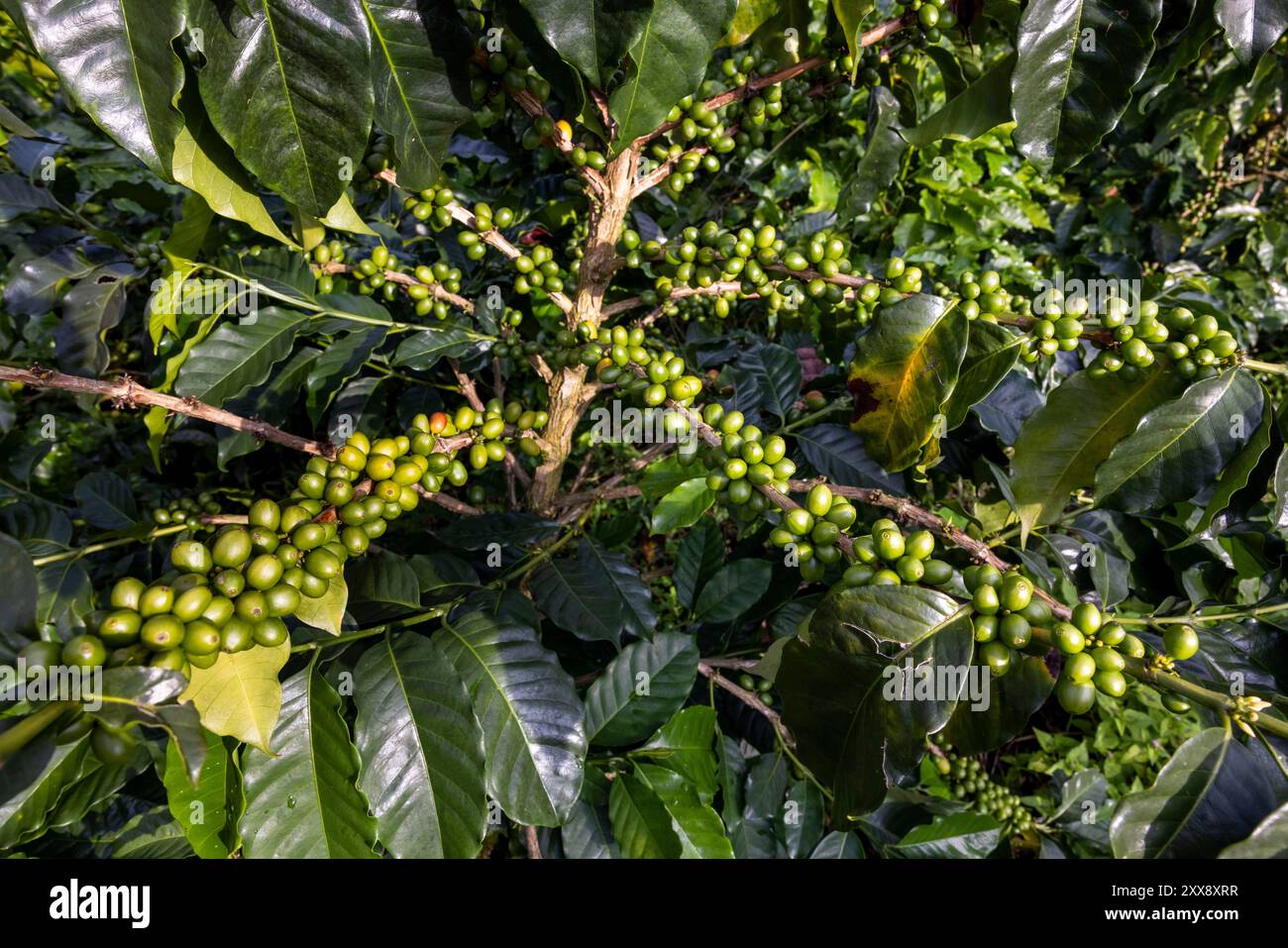 Colombie, Département de Quindio, Filandia, paysage culturel du café de Colombie inscrit au patrimoine mondial de l'UNESCO, Finca Laureles, cerises de café Banque D'Images