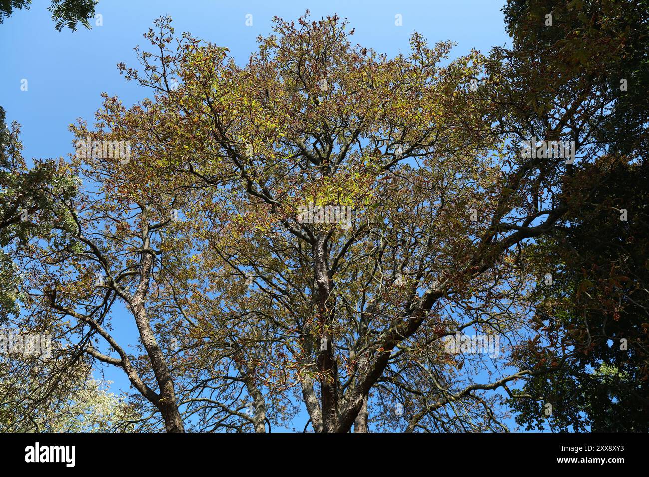 Parc public dans la ville de Moenchengladbach en Allemagne. Châtaignier infesté par la teigne parasite, mineur de feuilles de châtaignier. Banque D'Images