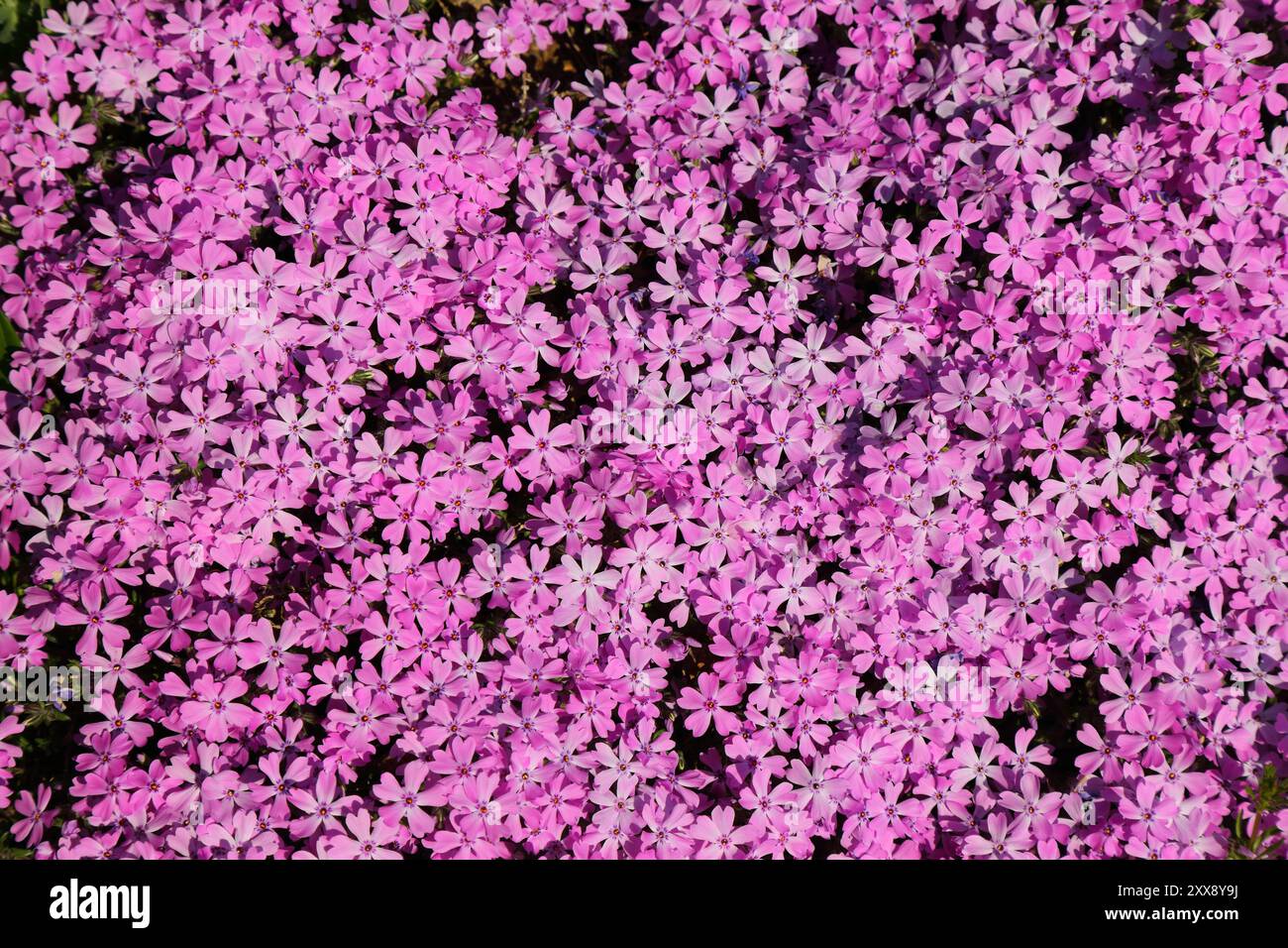Phlox subulata (phlox rampant) - fond de fleurs roses. Banque D'Images