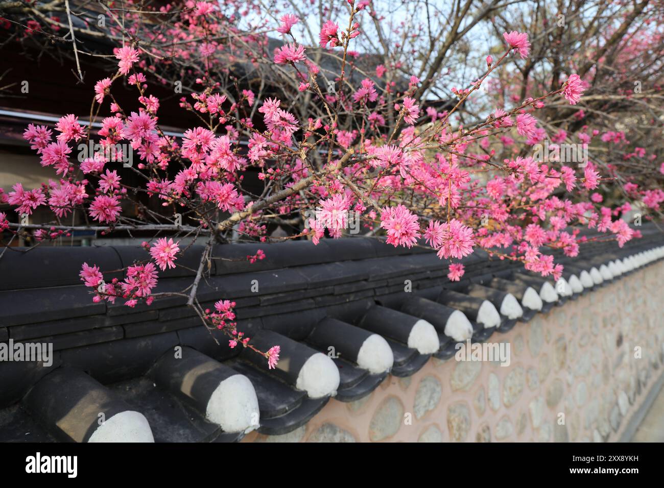 Floraison printanière de la vieille ville de Jeonju Hanok Village en Corée du Sud. Banque D'Images