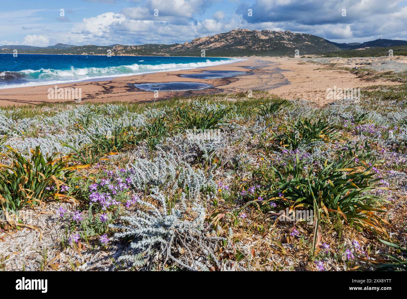 France, Corse du Sud, domaine de Murtoli, plage d'Erbaju Banque D'Images