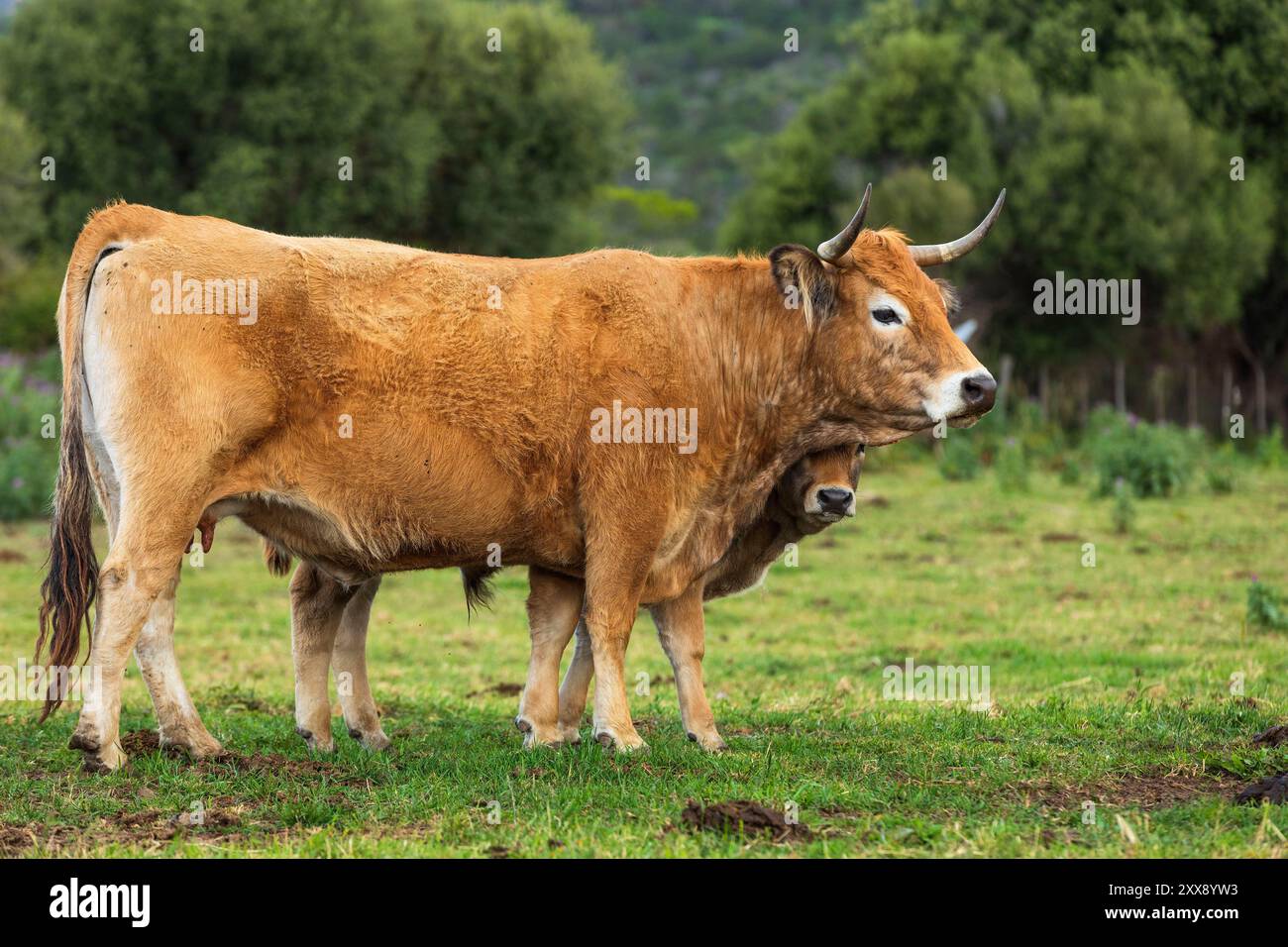 France, Corse du Sud, domaine de Murtoli, troupeau de vaches, mère et son veau Banque D'Images