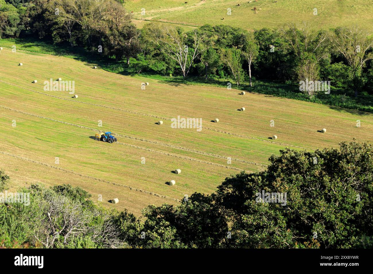 France, Corse du Sud, domaine de Murtoli, exploitation du foin, fabrication de balles Banque D'Images