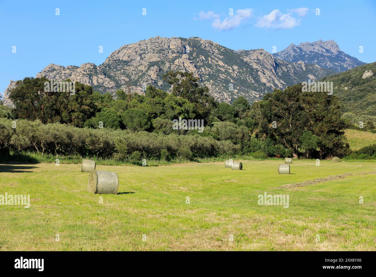 France, Corse du Sud, domaine de Murtoli, exploitation du foin, fabrication de balles Banque D'Images