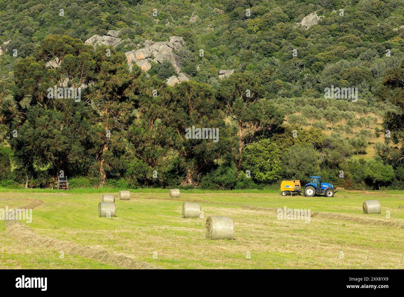 France, Corse du Sud, domaine de Murtoli, exploitation du foin, fabrication de balles Banque D'Images