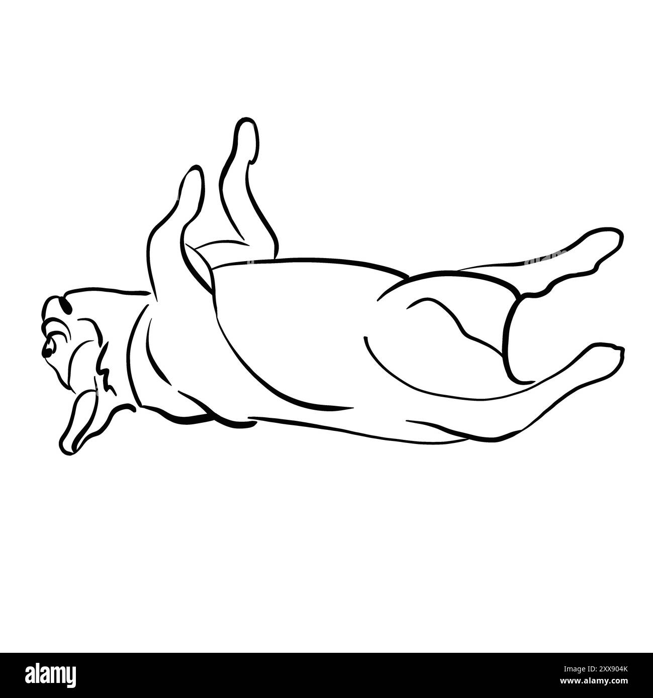 Bouledogue français est allongé sur le dos. museau plat. Dormir et se reposer. Croquis noir et blanc. dessiné avec une ligne. Aucun arrière-plan. Banque D'Images