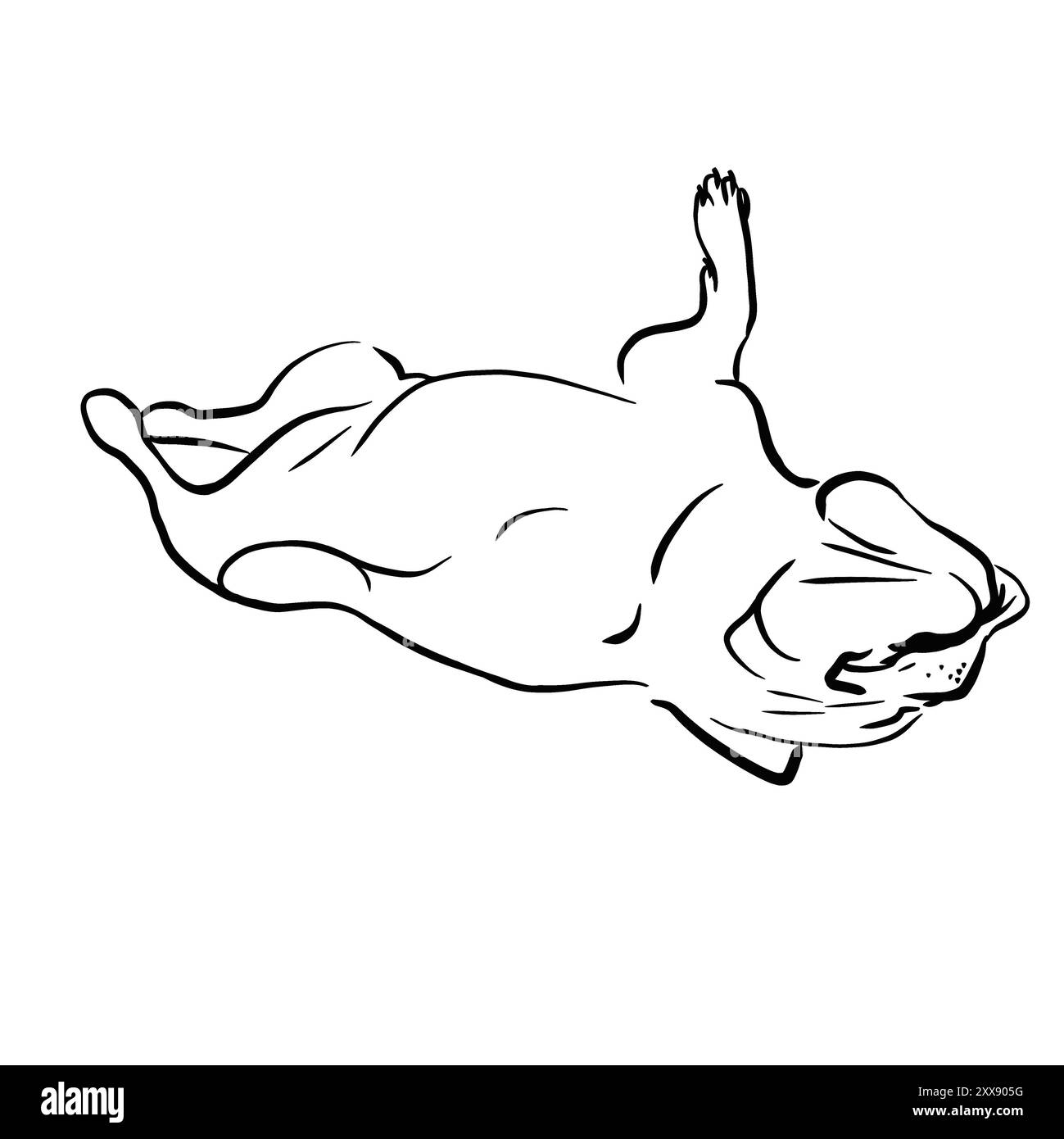 Bouledogue français est allongé sur le dos. museau plat. Dormir et se reposer. Croquis noir et blanc. dessiné avec une ligne. Aucun arrière-plan. Banque D'Images