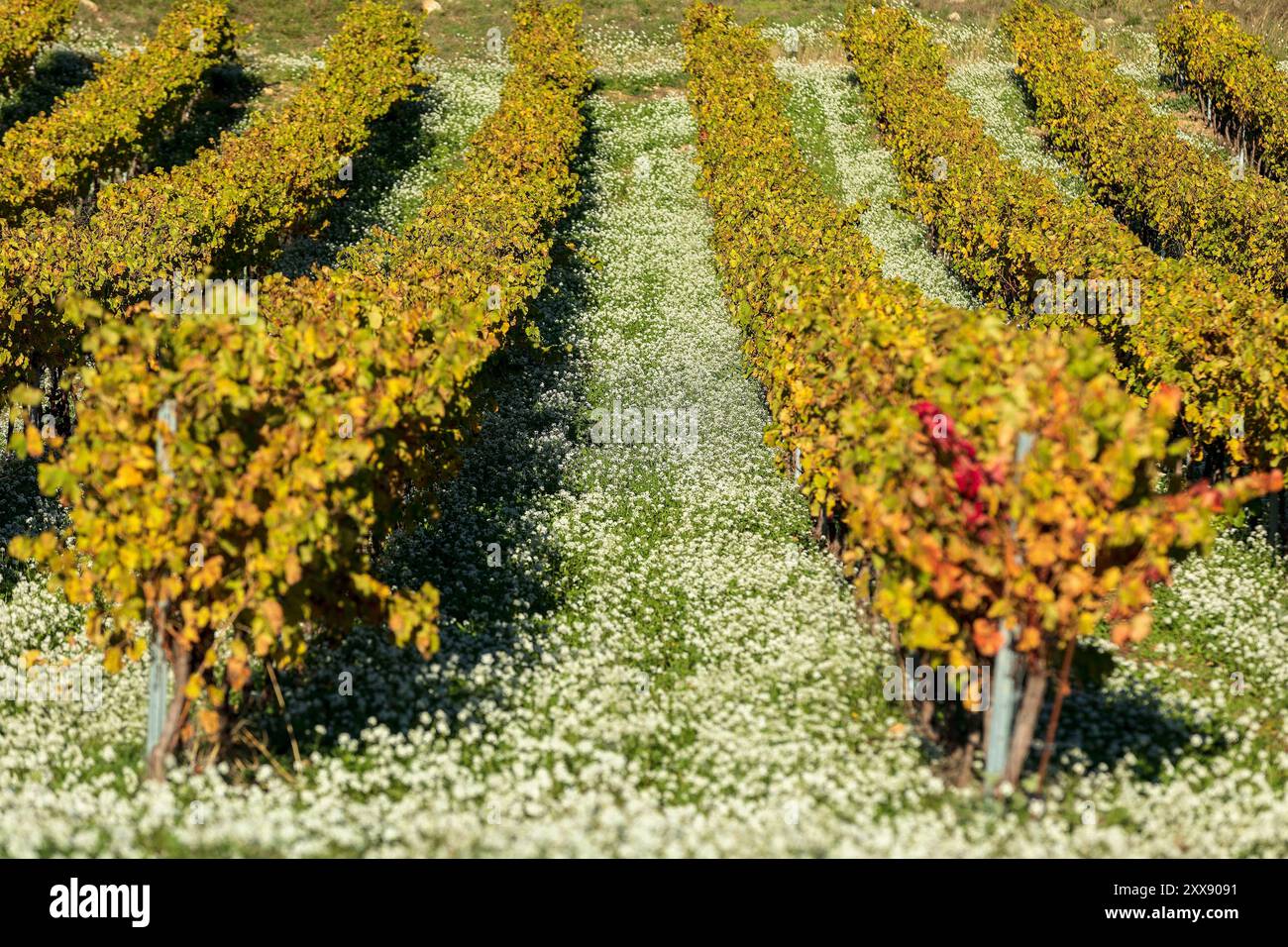 France, Var, Dracenie, Callas, vignes en automne Banque D'Images