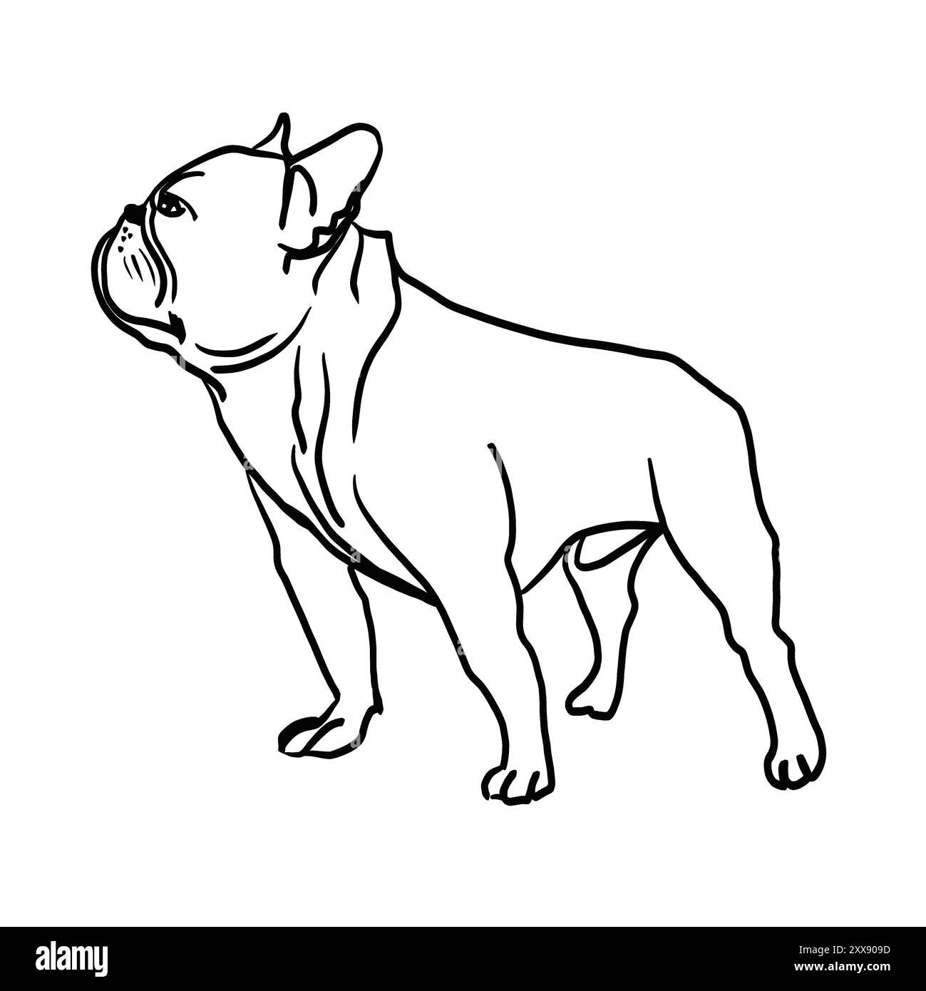 Bouledogue français debout. museau plat, oreilles levées, semble fier. Croquis noir et blanc. dessiné avec une ligne. Aucun arrière-plan. Banque D'Images