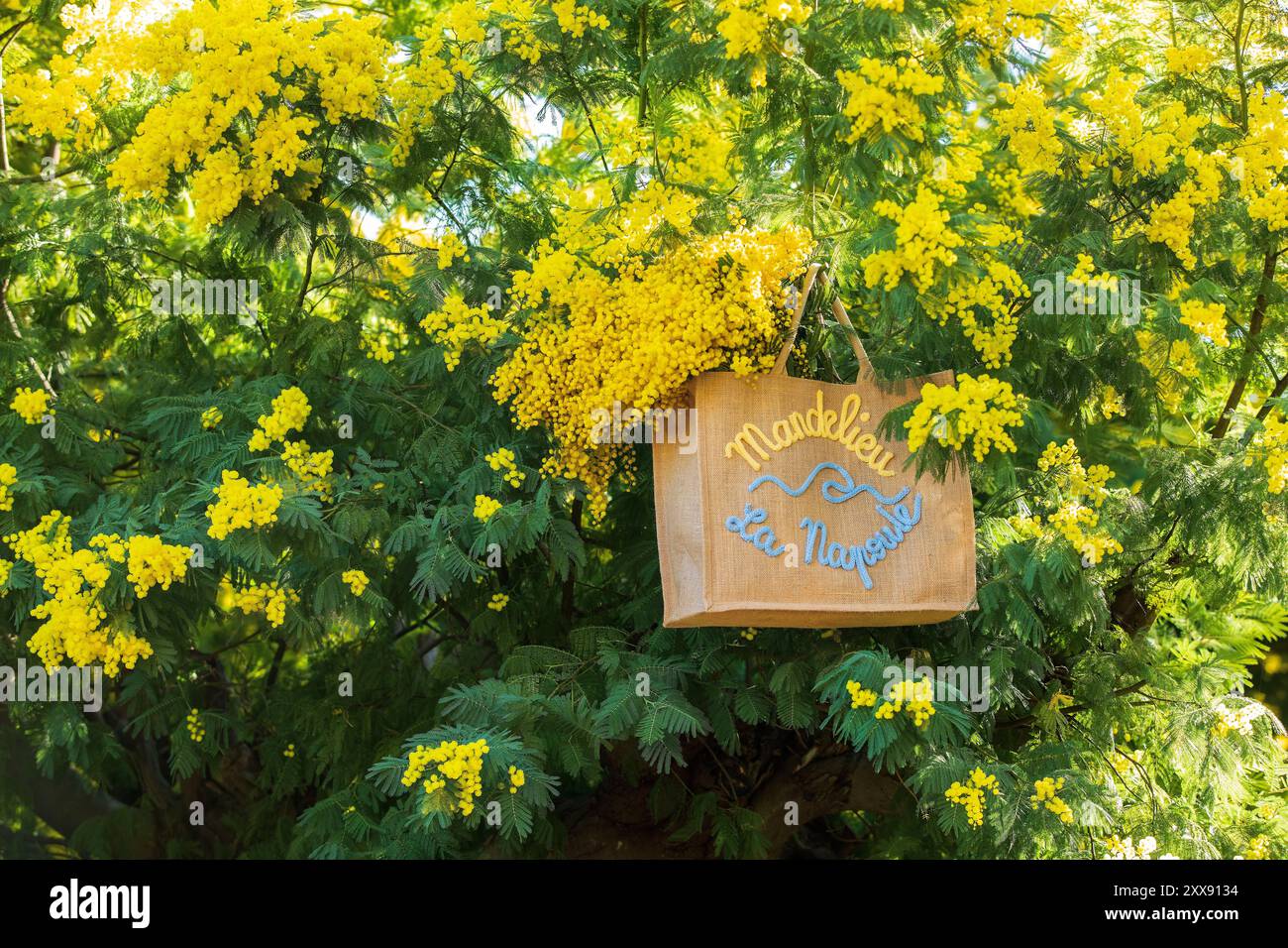 France, Var, Tanneron, produits de l'Office de Tourisme, mimosas en fleurs Banque D'Images