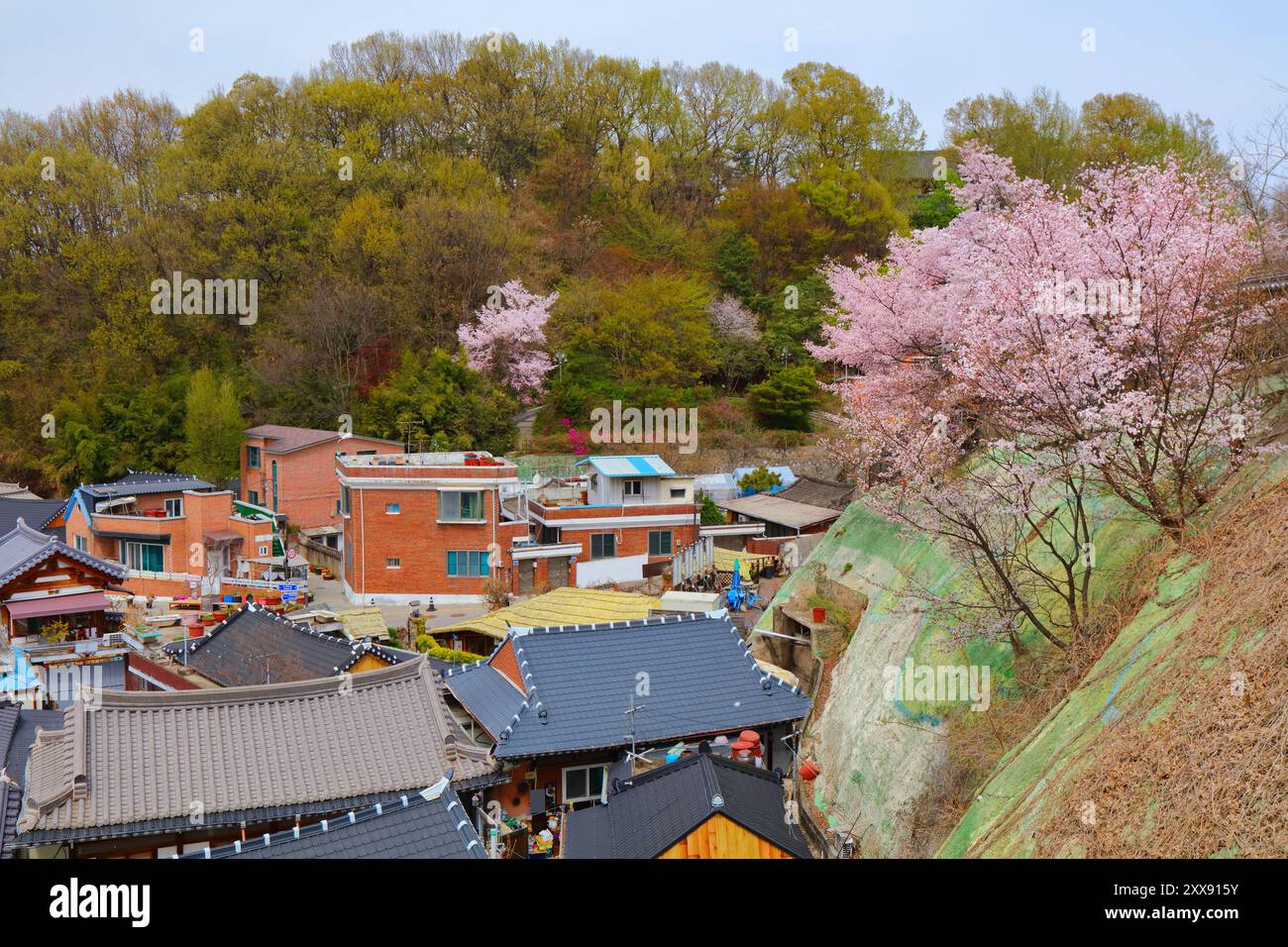 Jeonju Hanok Village Townscape en Corée du Sud. Quartier de l'architecture traditionnelle coréenne en bois avec fleurs de cerisier du printemps. Omokdae Hill. Banque D'Images