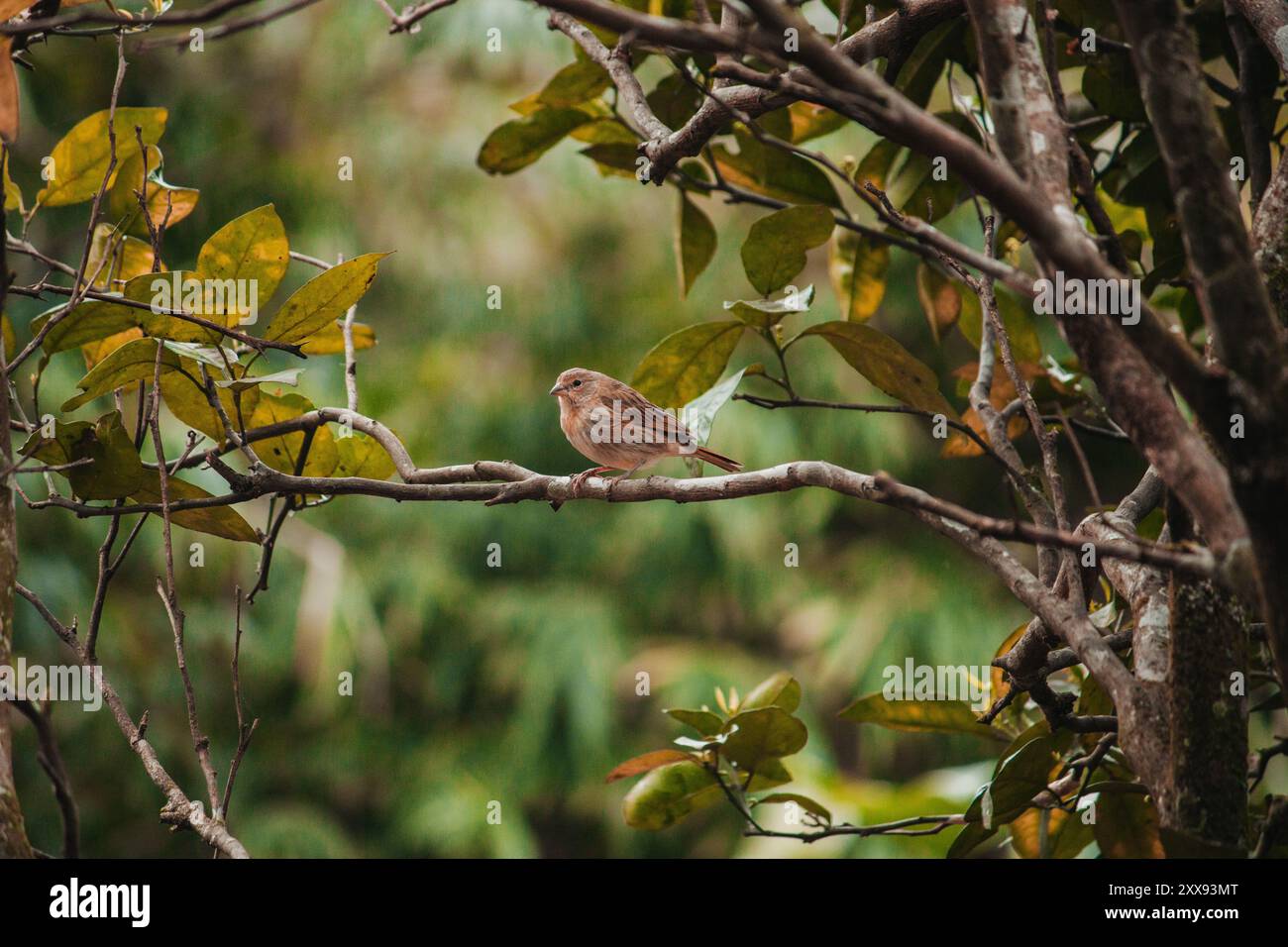 Un pingembre safran femelle perché sur une branche de citronnier, entouré d'un feuillage vert luxuriant, incarne la beauté subtile de la nature. Banque D'Images