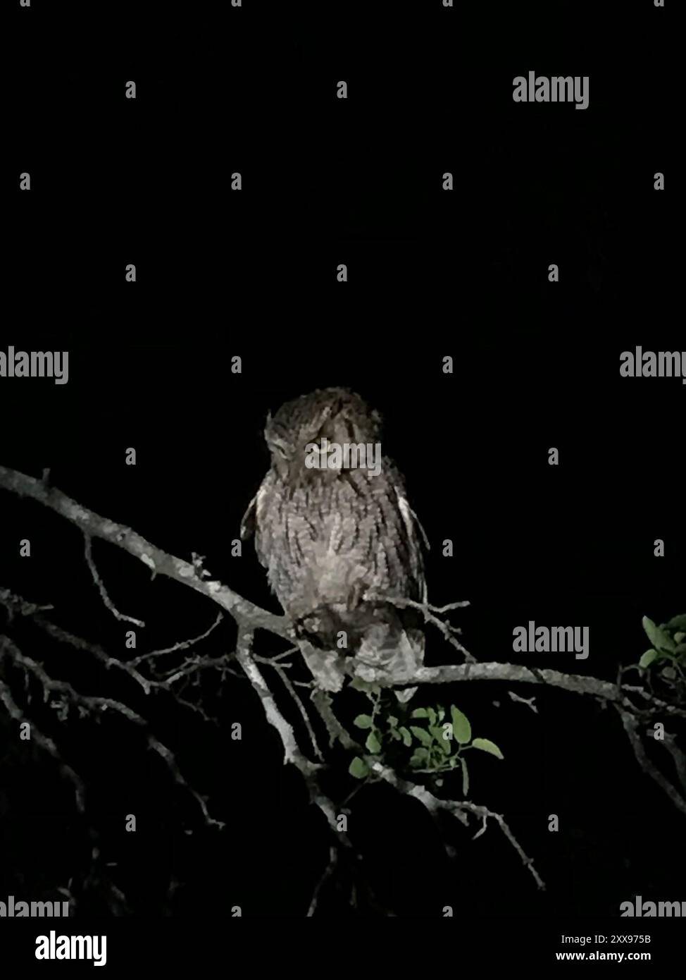 Screech-Owls (Megascops) Aves Banque D'Images