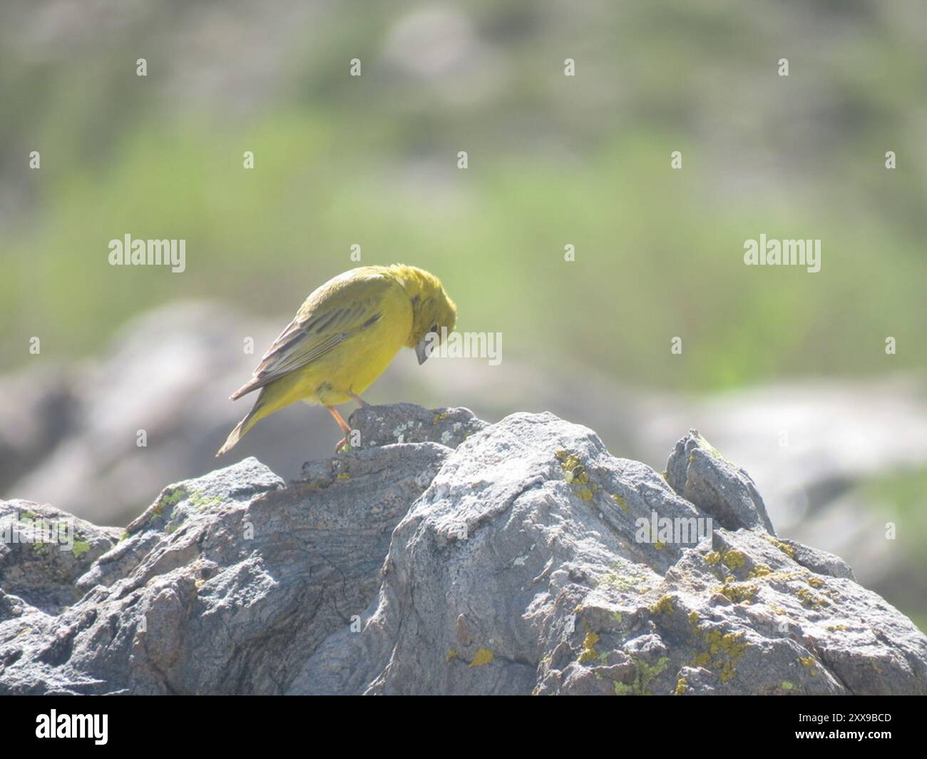 Finish jaune (Sicalis olivascens) Aves Banque D'Images